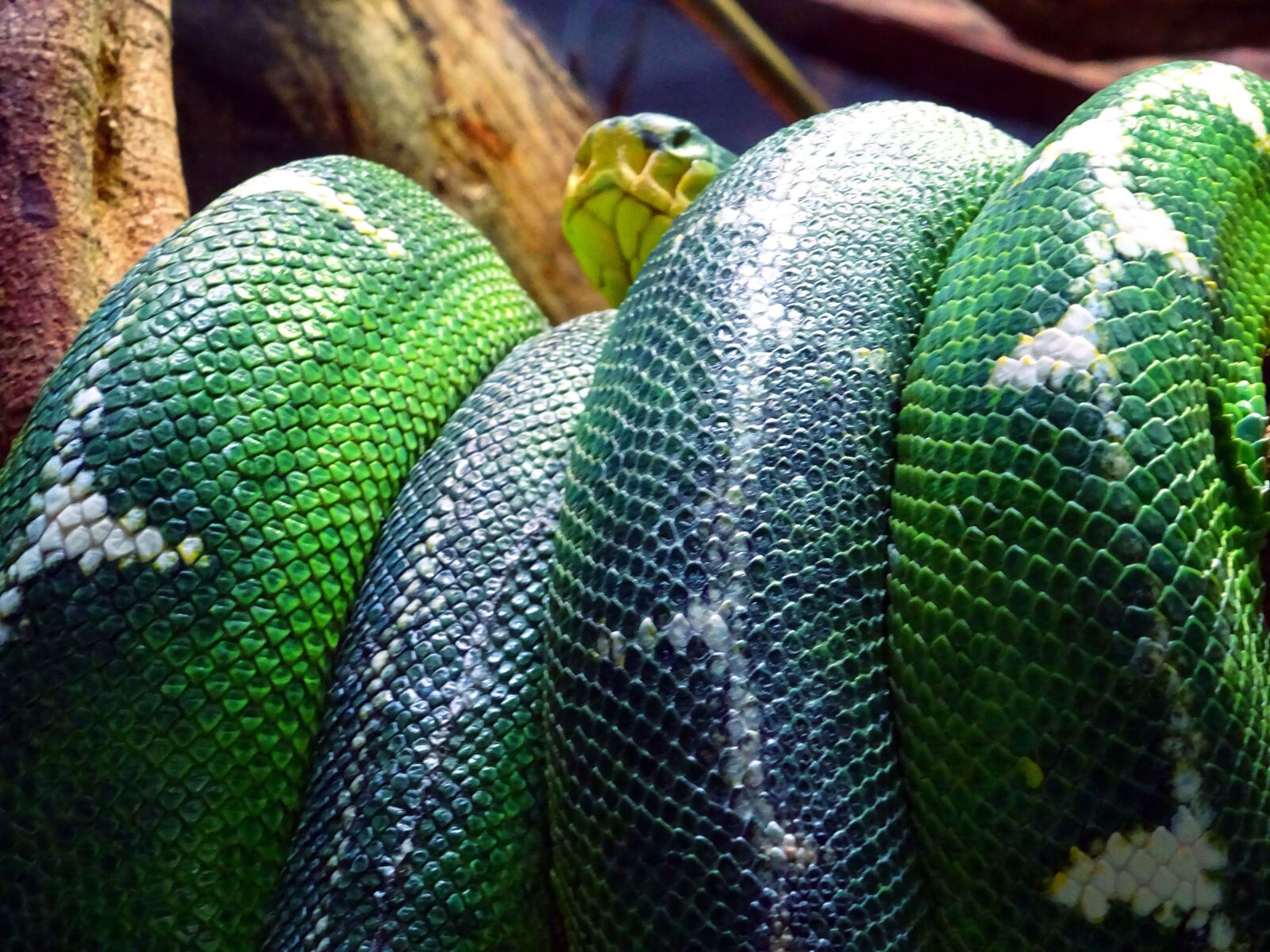 Sony DSC-HX60 sample photo. Animal, close, up, colors photography