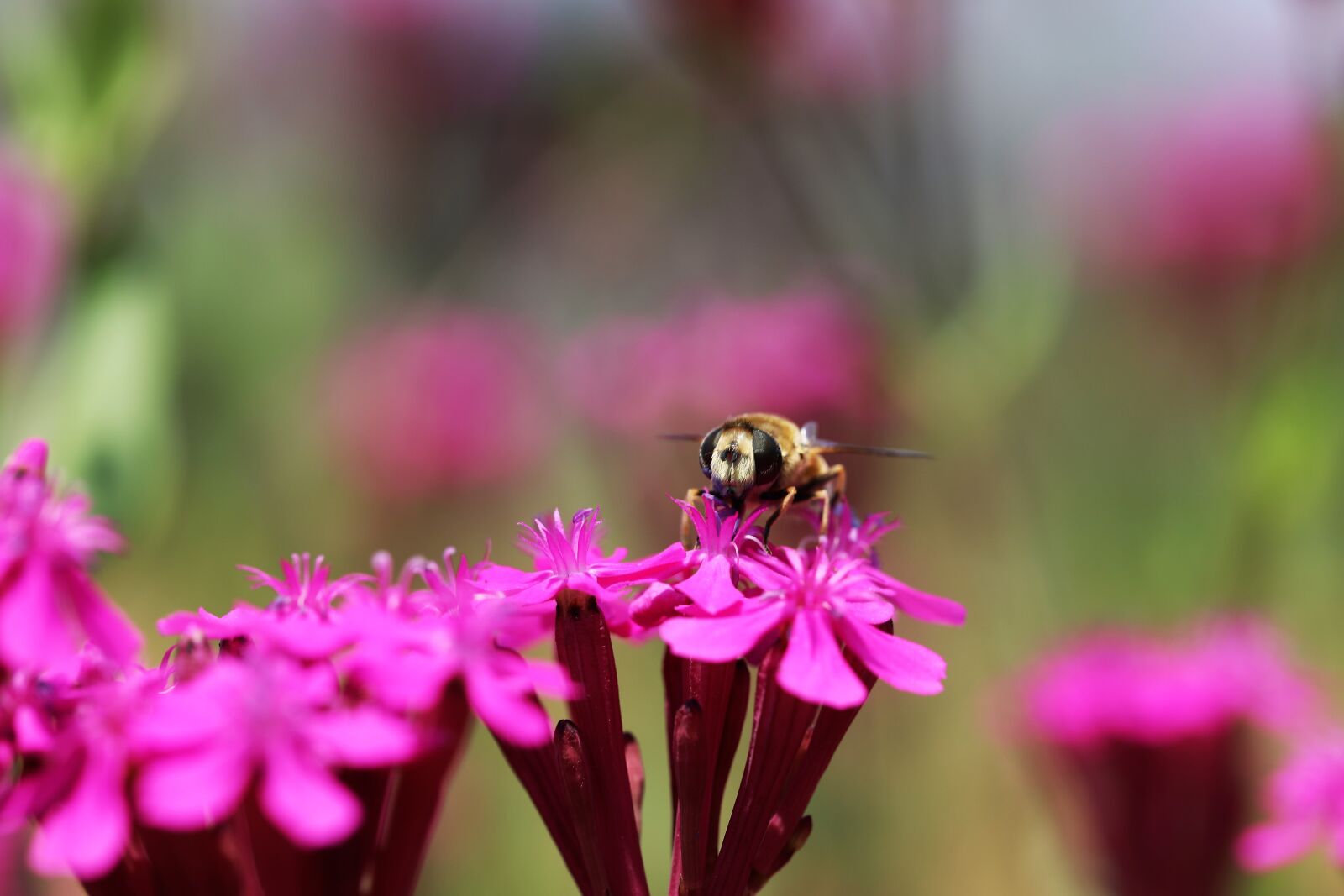 Canon EF 100mm F2.8L Macro IS USM sample photo. Plants, blossom, pink flower photography