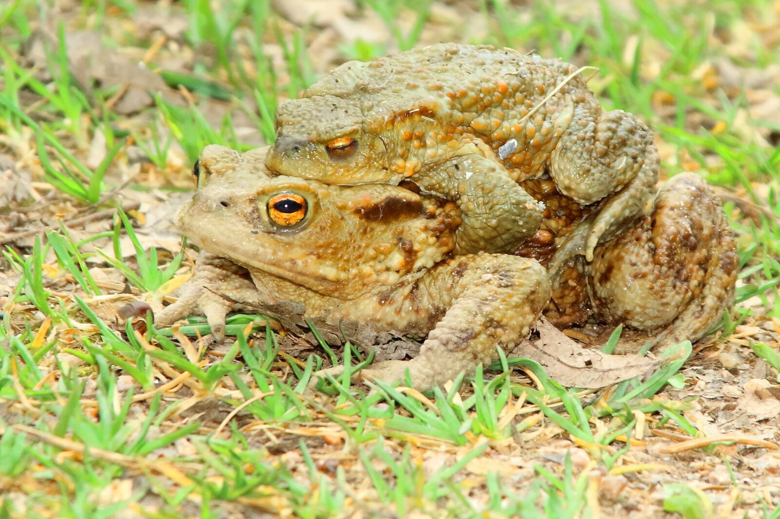 Canon EOS 1300D (EOS Rebel T6 / EOS Kiss X80) sample photo. Toads, pairing, at the photography