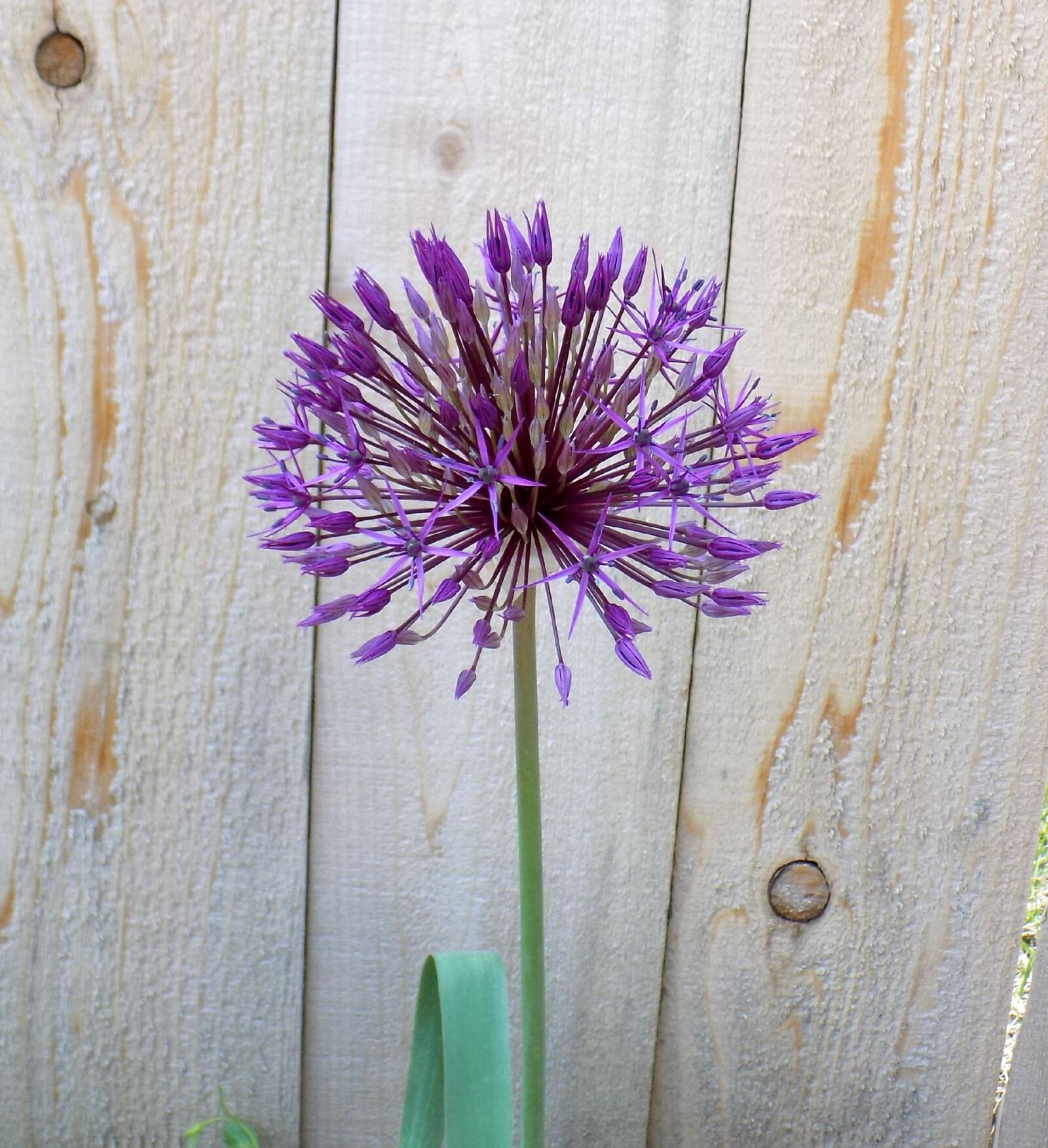 Nikon COOLPIX L330 sample photo. Flower, allium, bulb photography
