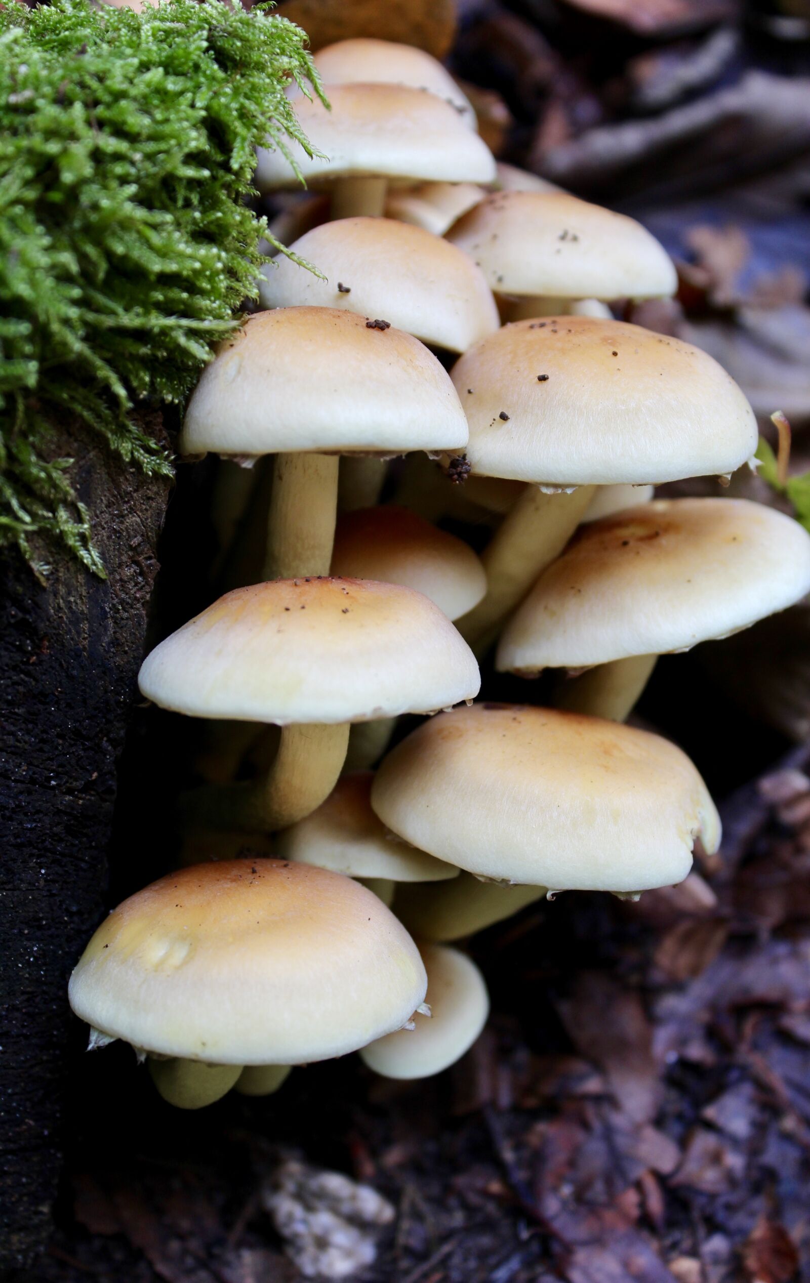 Canon EOS 1200D (EOS Rebel T5 / EOS Kiss X70 / EOS Hi) sample photo. Mushroom, autumn, forest photography