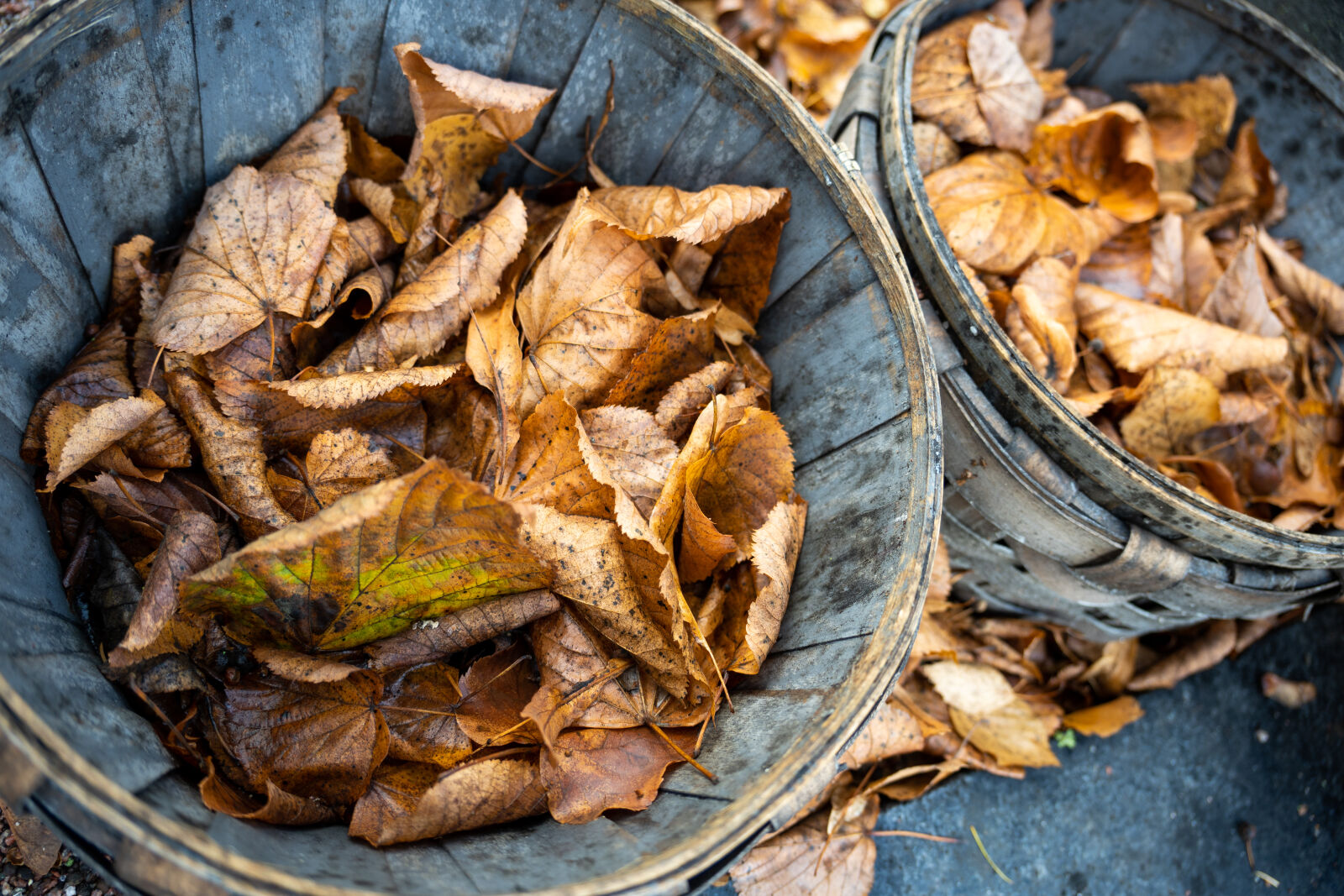 Sigma 18-50mm F2.8 DC DN Contemporary sample photo. Bucket of autumn photography