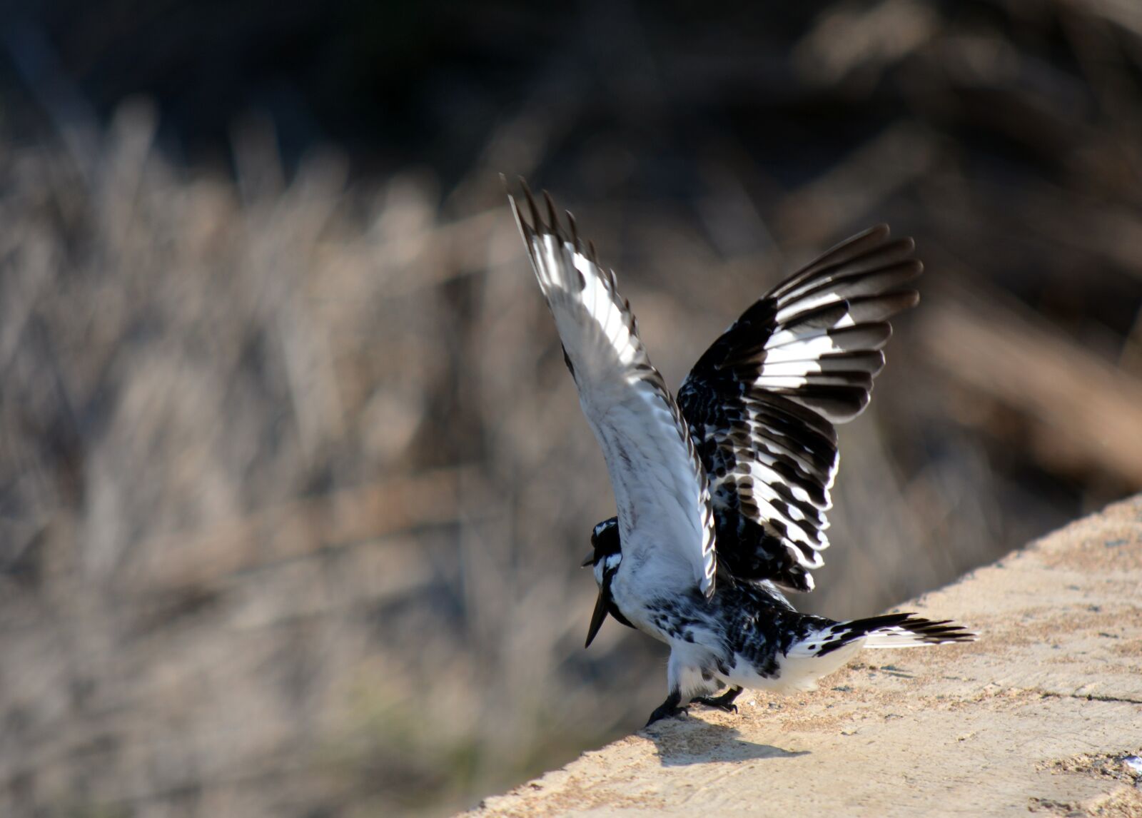 Nikon D5200 sample photo. Bird, nature, wings photography