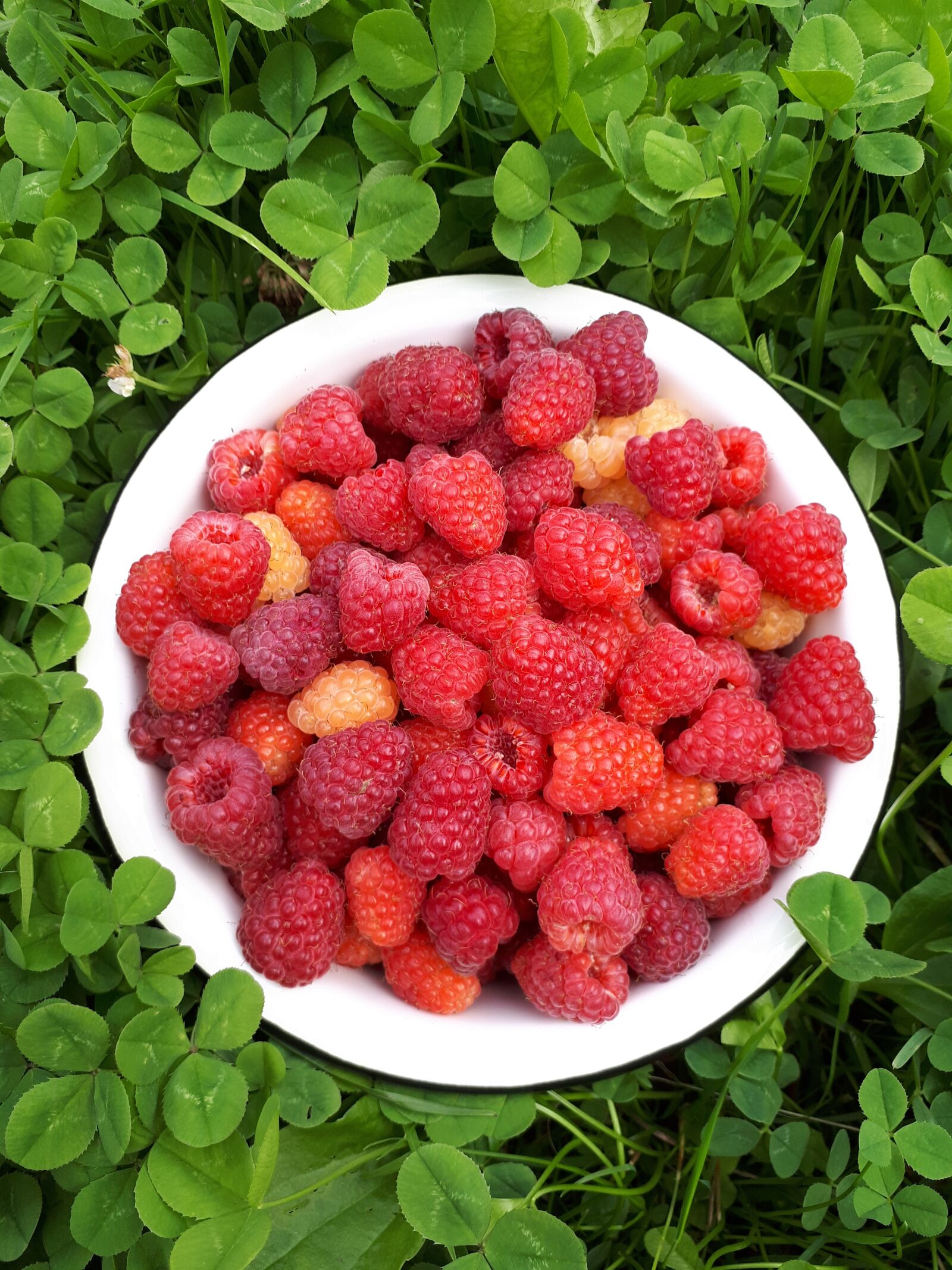 Samsung Galaxy A5(2017) sample photo. Raspberry, red, grass photography