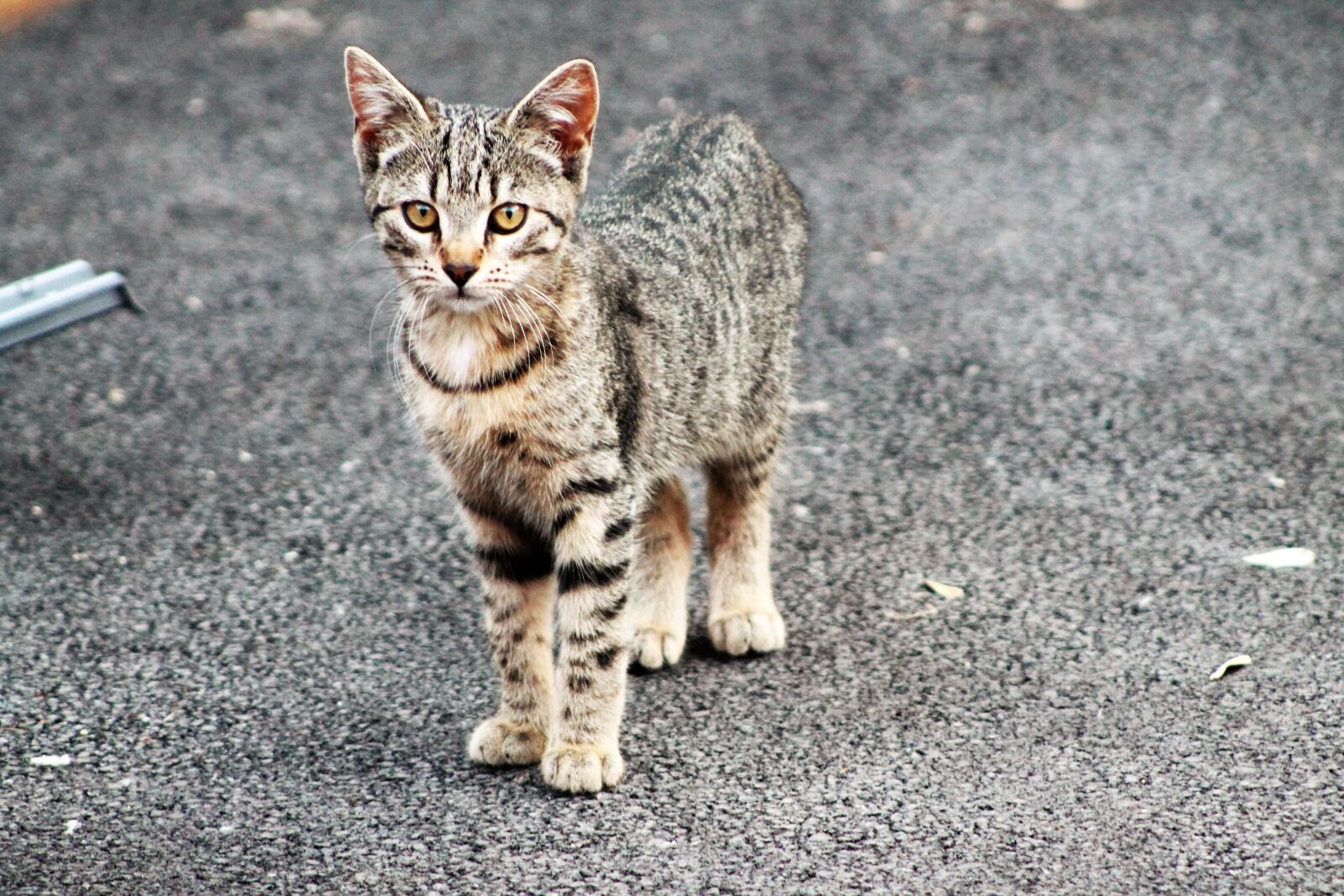 Canon EOS 1100D (EOS Rebel T3 / EOS Kiss X50) sample photo. Cat, domestic animal, animal photography