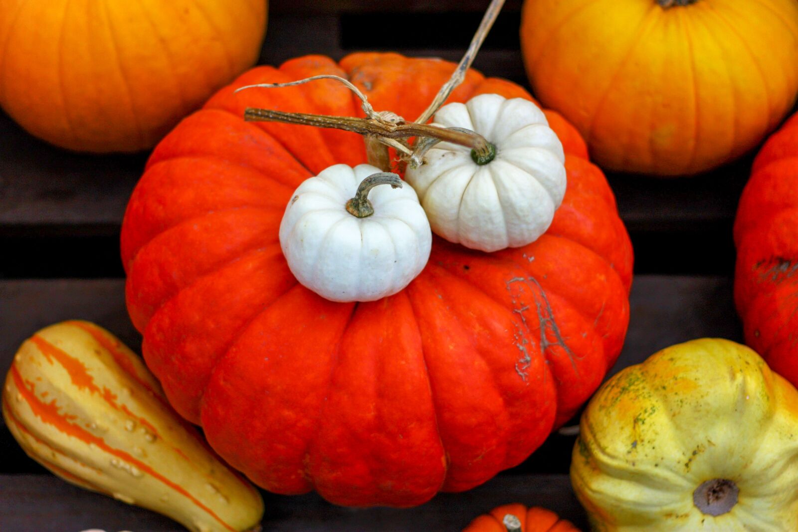 Canon EOS 450D (EOS Rebel XSi / EOS Kiss X2) sample photo. Pumpkin, autumn, decoration photography
