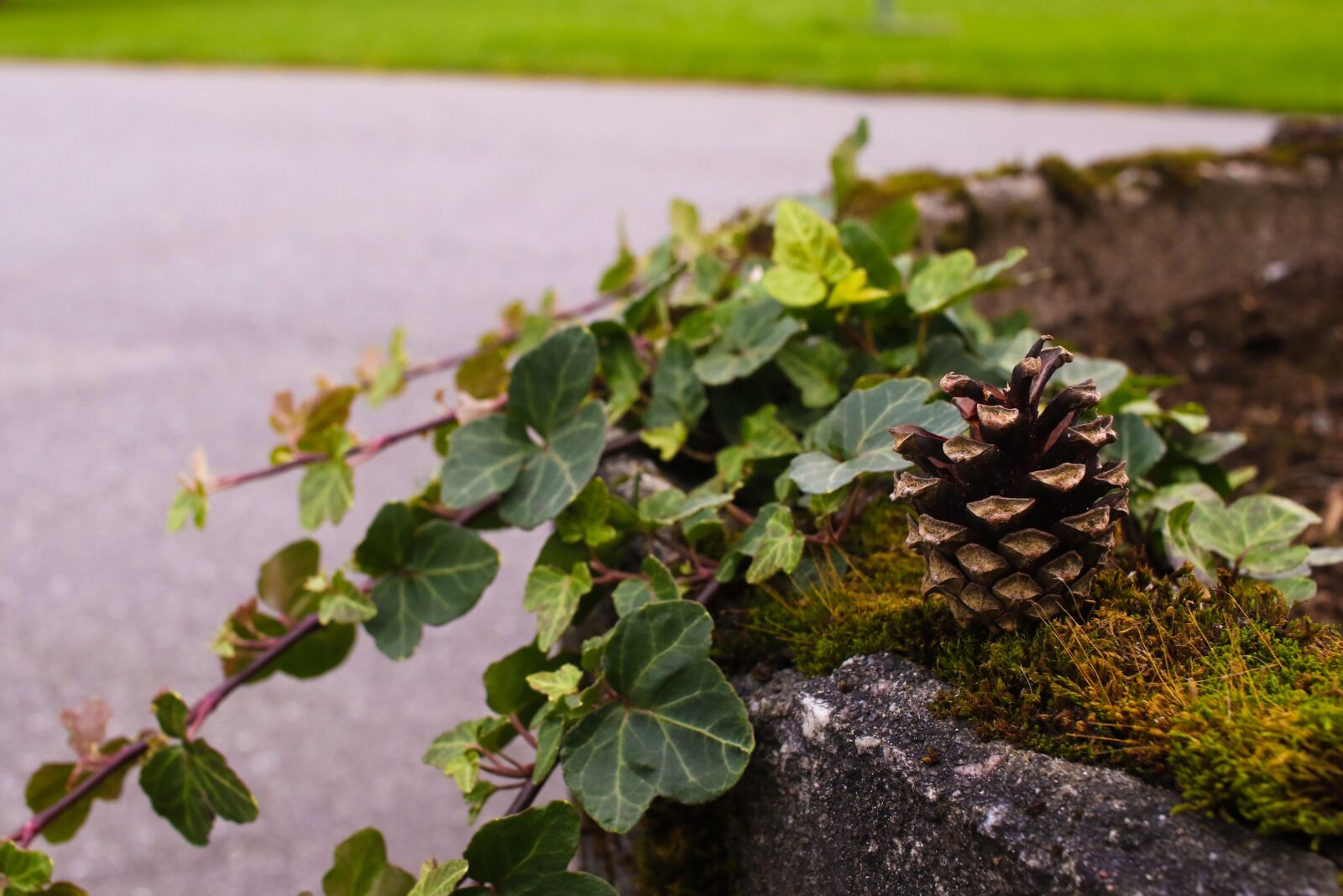 Canon EOS 7D Mark II + Canon EF-S 24mm F2.8 STM sample photo. Pinecone, autumn, leaves photography