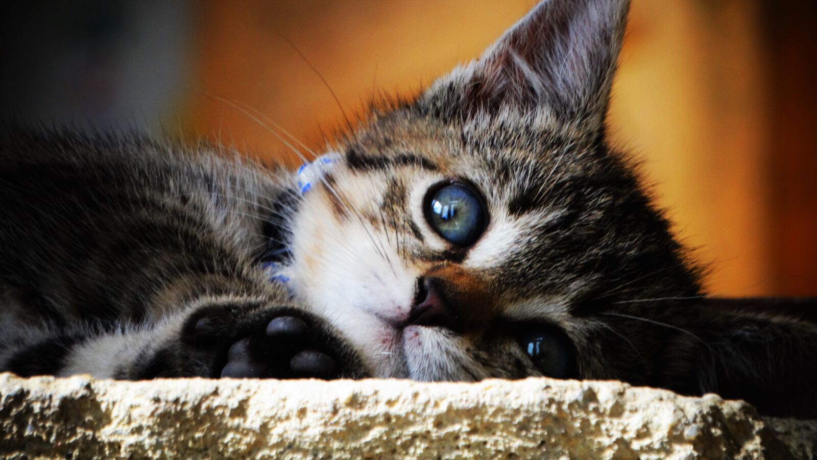 Sony Cyber-shot DSC-HX300 sample photo. Cat, kitten, pet photography