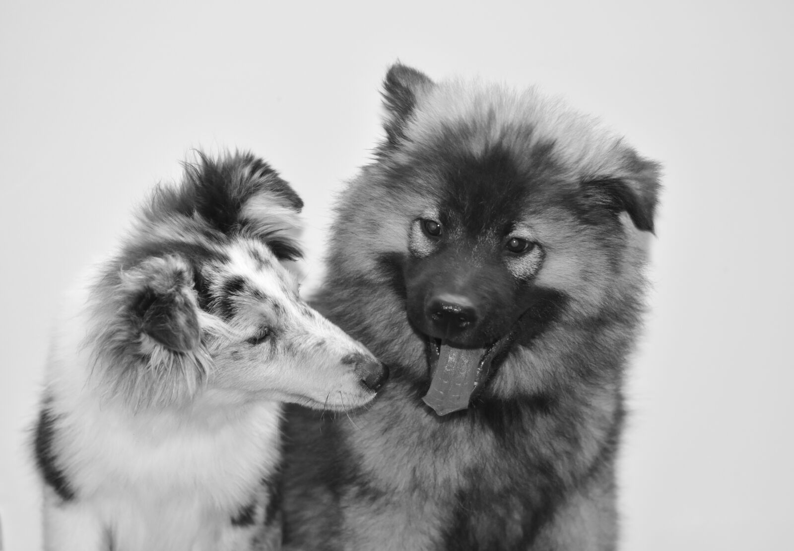 Nikon D5600 sample photo. Dog, dogs, dog portrait photography