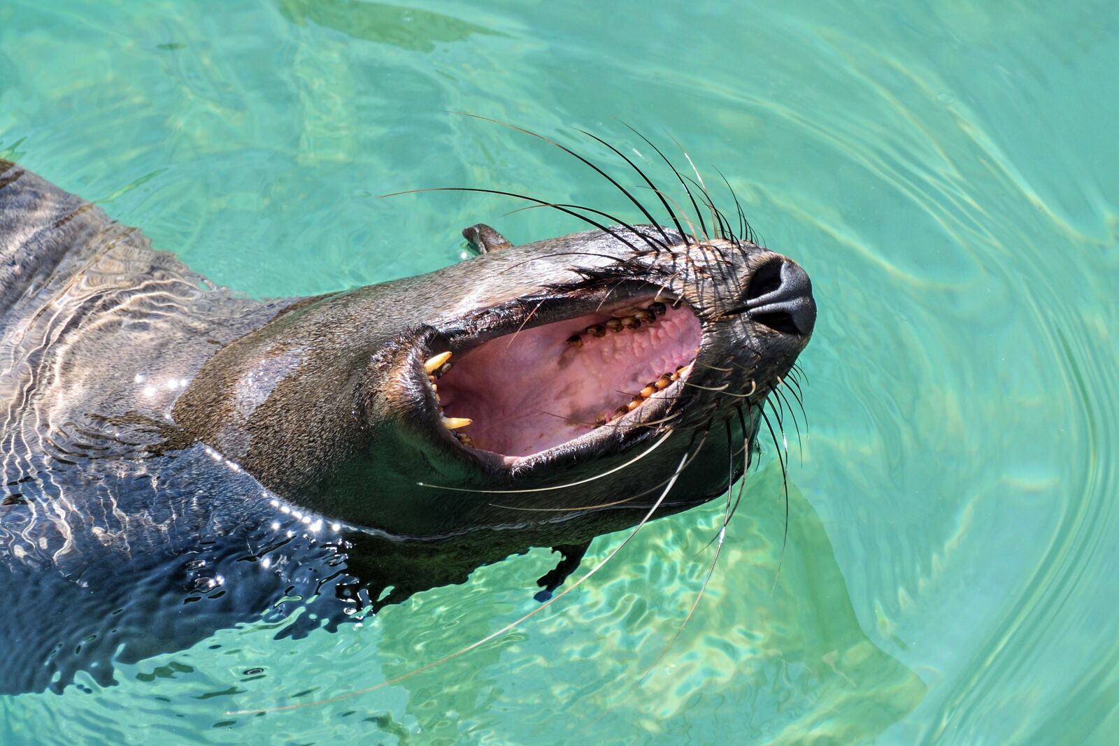 Nikon D500 sample photo. Sea lion, yawn, water photography