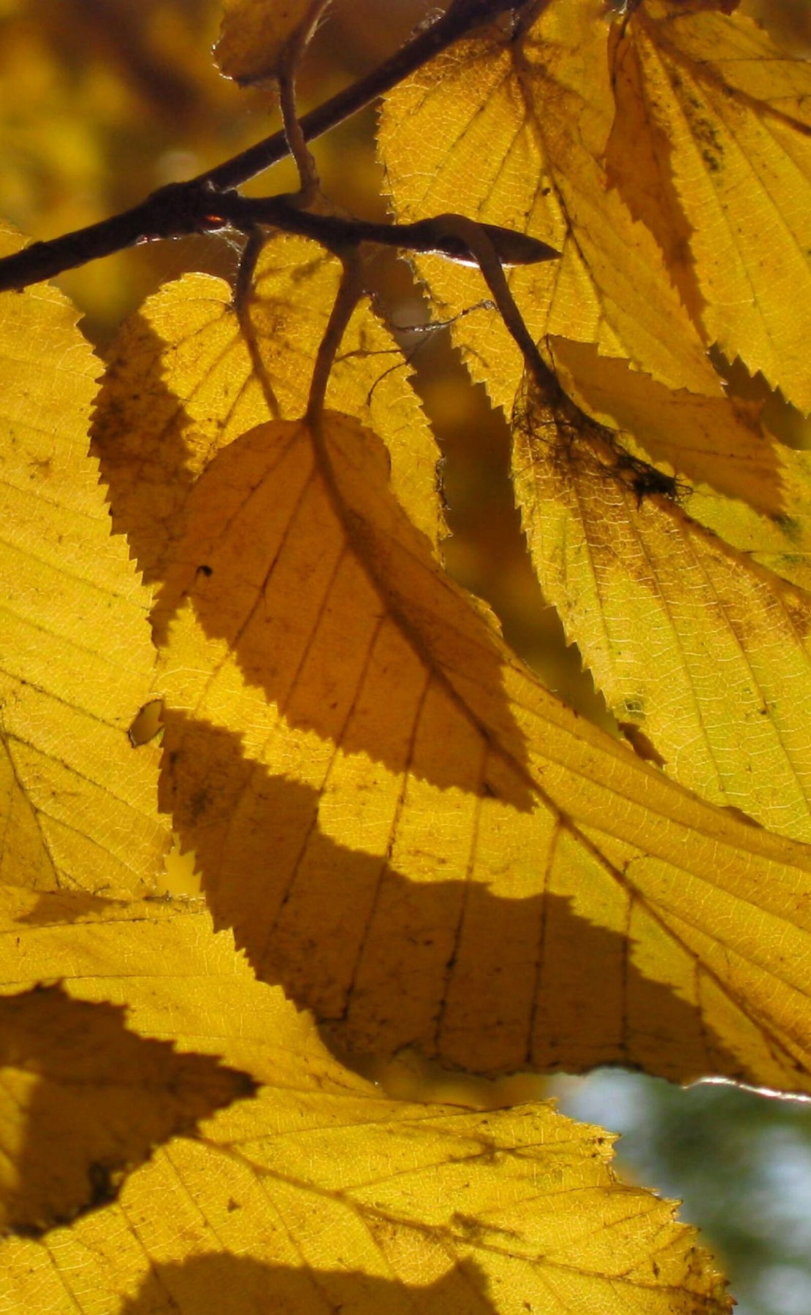 Canon PowerShot A590 IS sample photo. Foliage, autumn, yellow photography