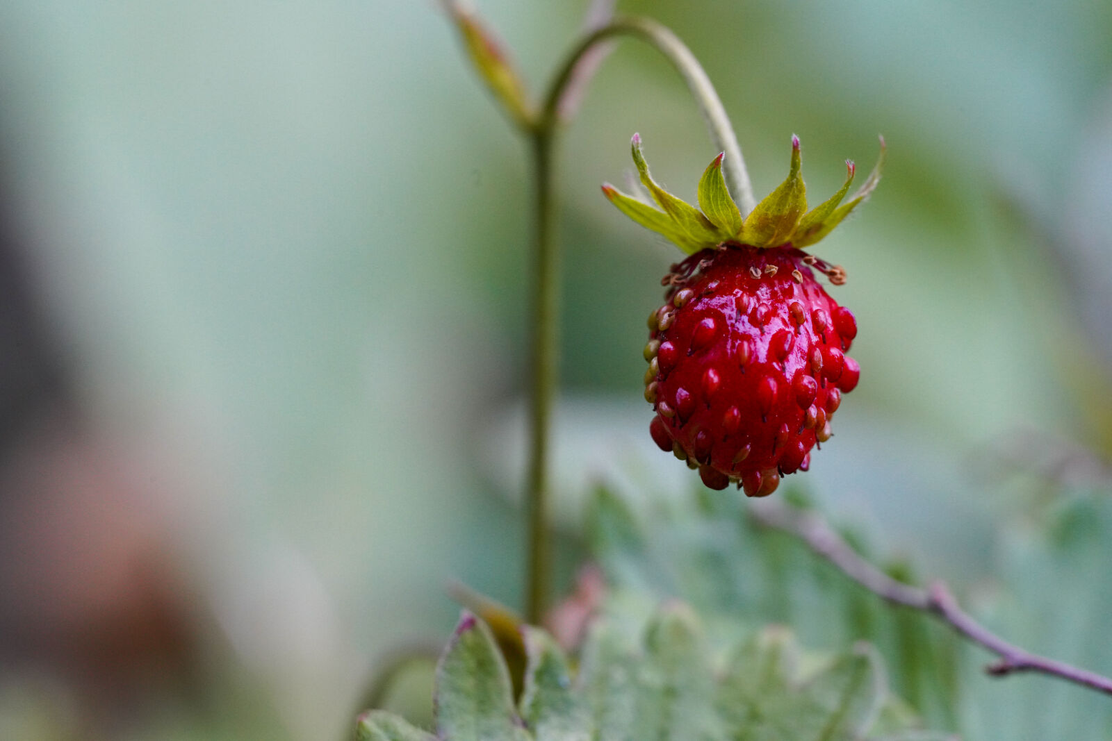 Sigma 105mm F2.8 DG DN Macro sample photo. Forest strawberry photography