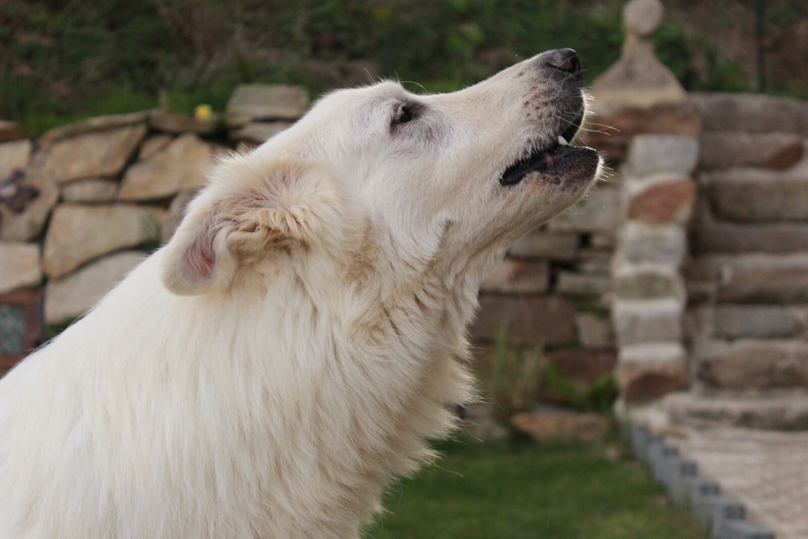 Canon EOS 1200D (EOS Rebel T5 / EOS Kiss X70 / EOS Hi) sample photo. Swiss white shepherd, dog photography