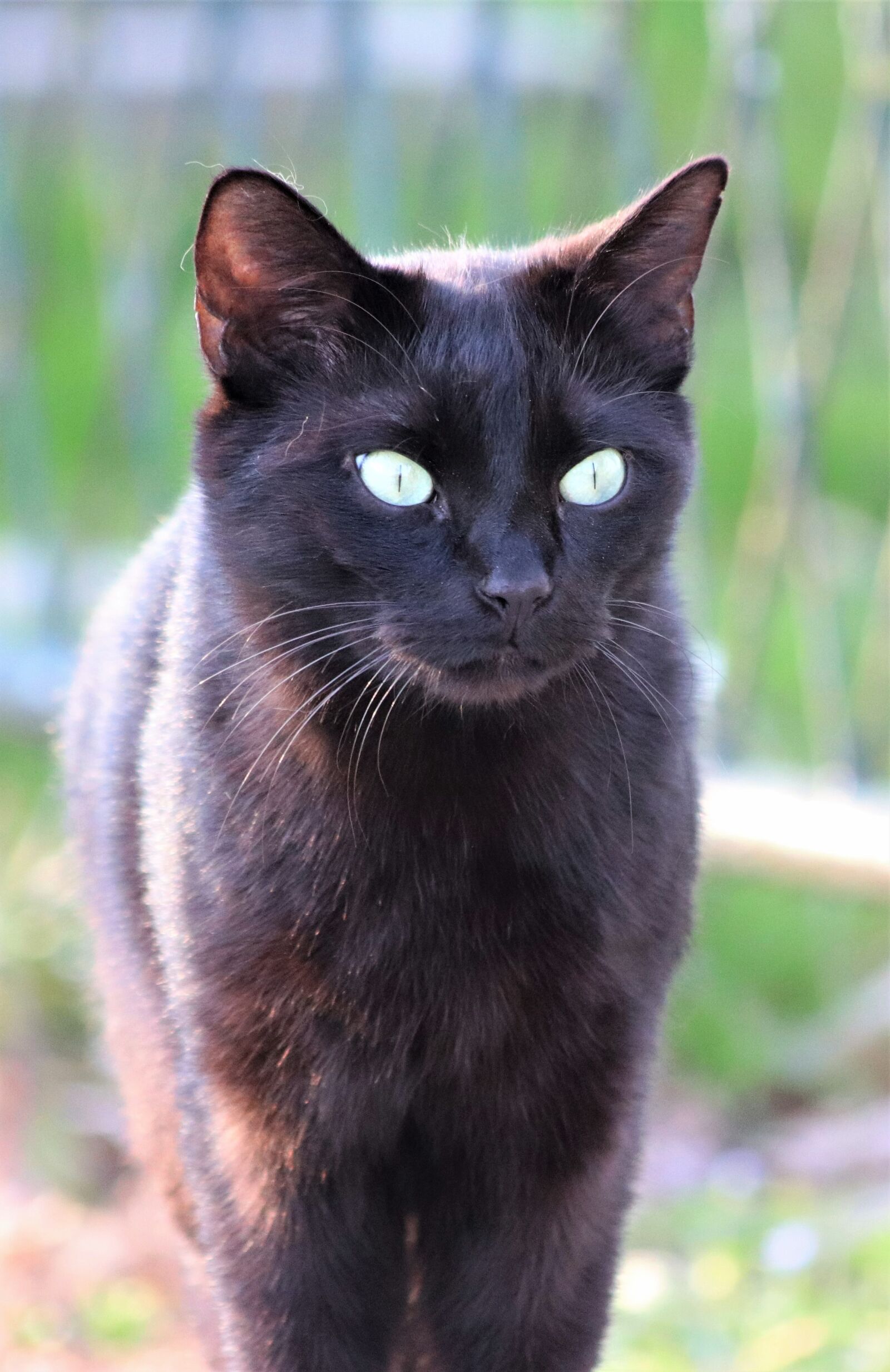 Canon EOS 200D (EOS Rebel SL2 / EOS Kiss X9) sample photo. Black cat, green eyes photography
