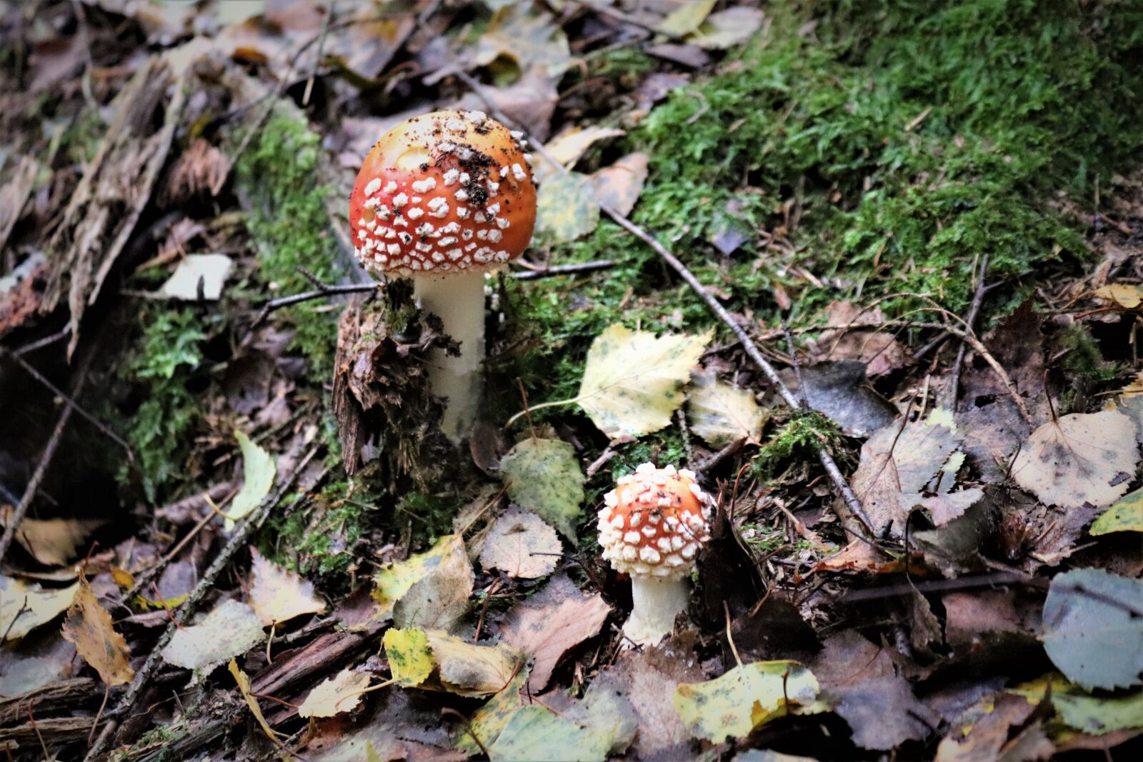 Canon EOS 200D (EOS Rebel SL2 / EOS Kiss X9) sample photo. Mushroom, fly agaric, nature photography