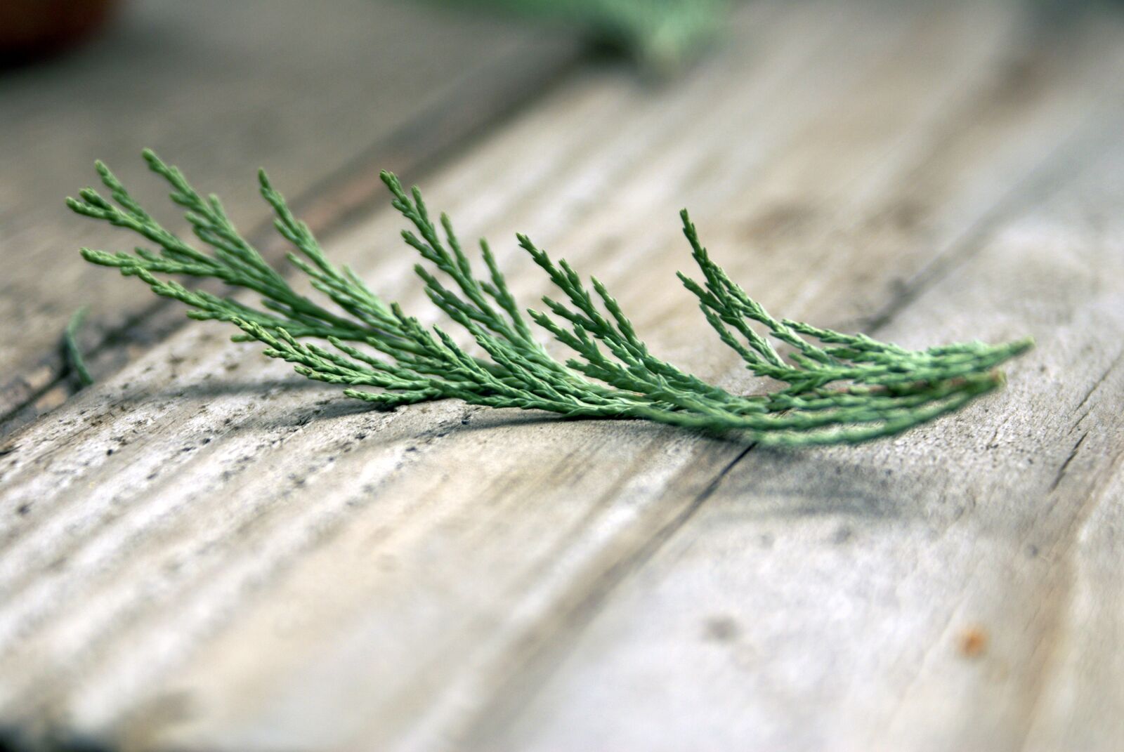 Sony Alpha DSLR-A100 sample photo. Cypress, wooden table, rustic photography