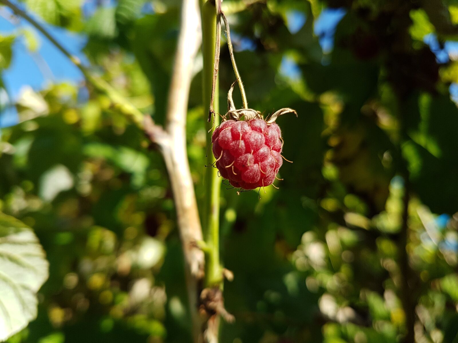 Samsung Galaxy S7 Edge sample photo. Raspberry, berry, nature photography