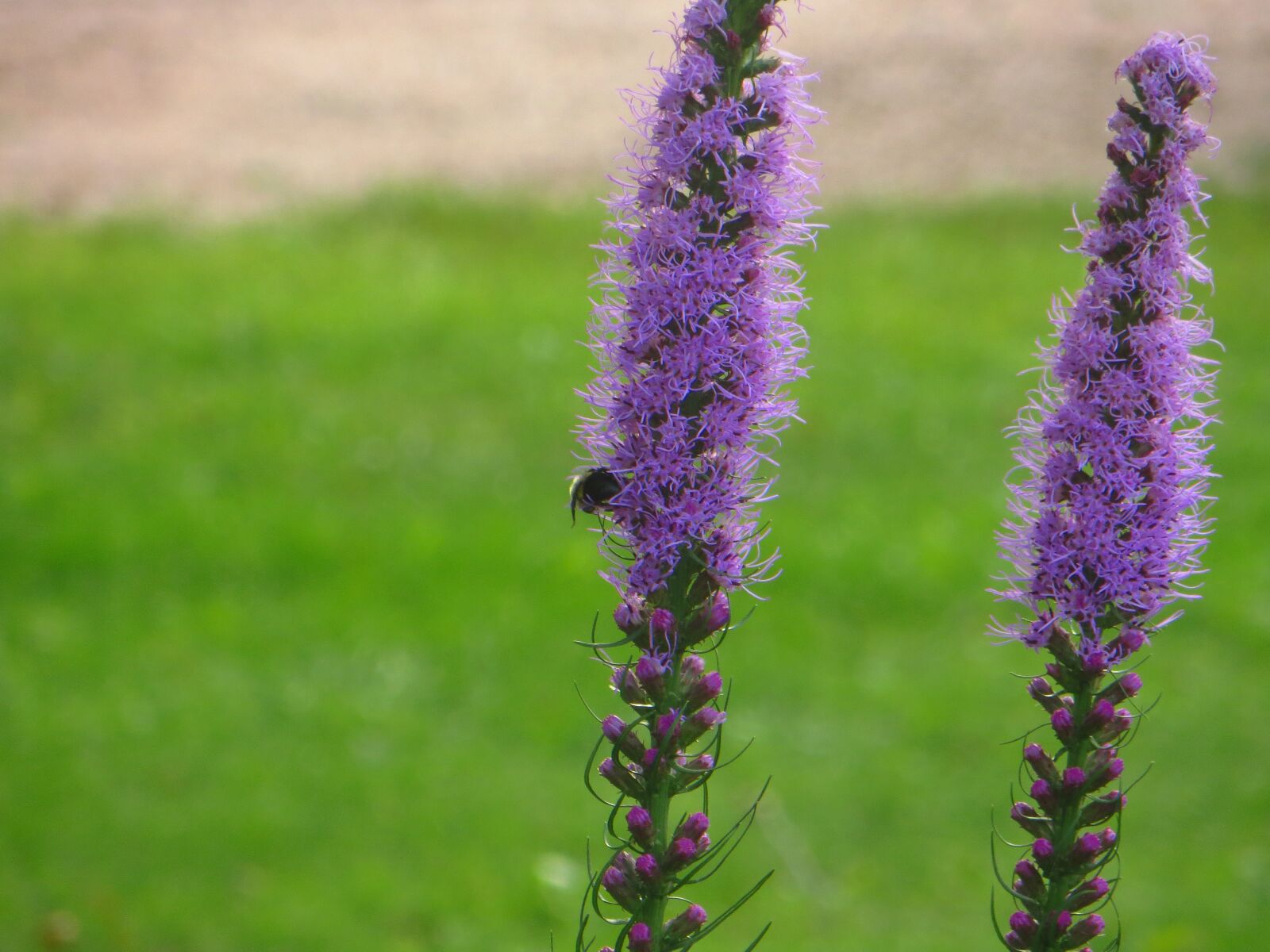 Canon PowerShot SX260 HS sample photo. Blazing, star, purple photography