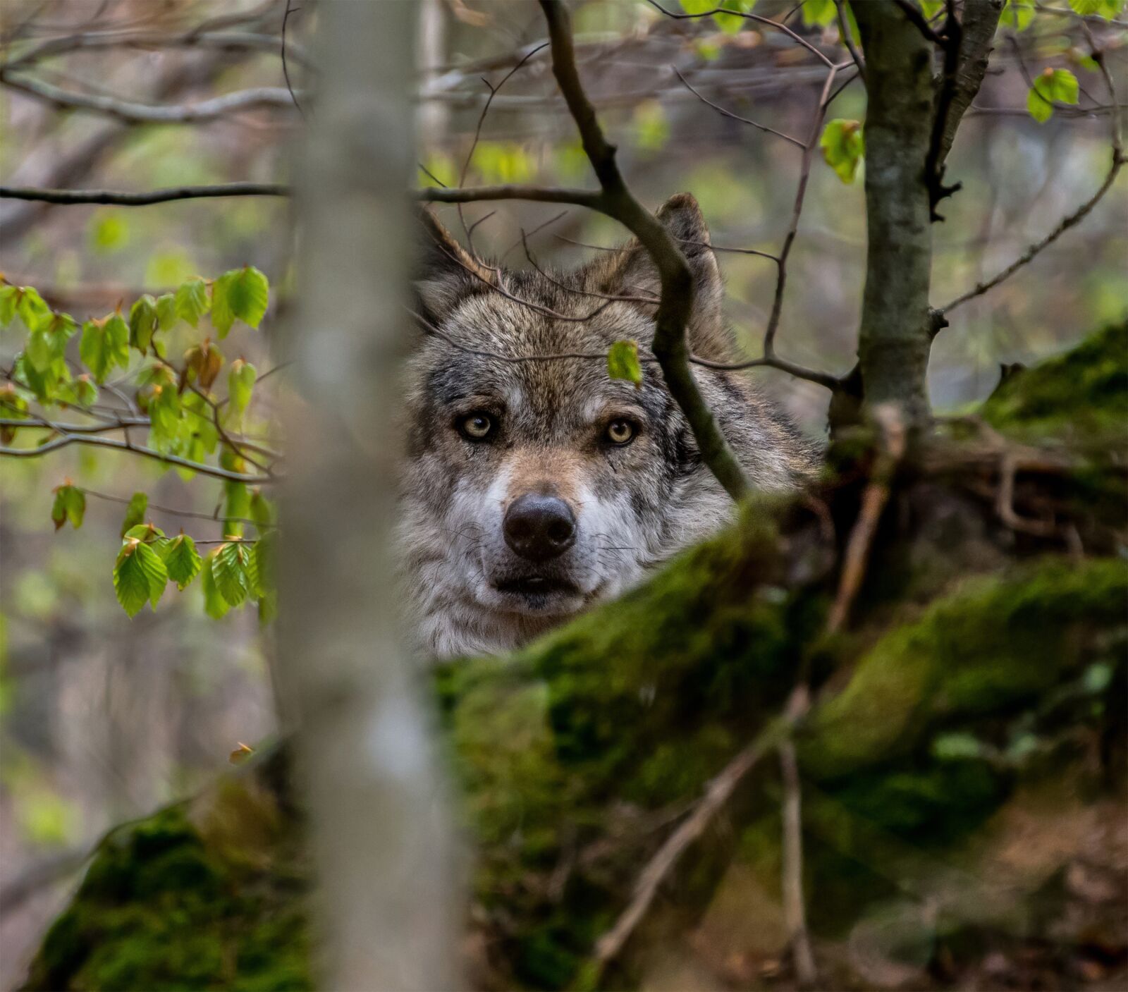 Nikon D3300 sample photo. Animal, wolf, nature photography