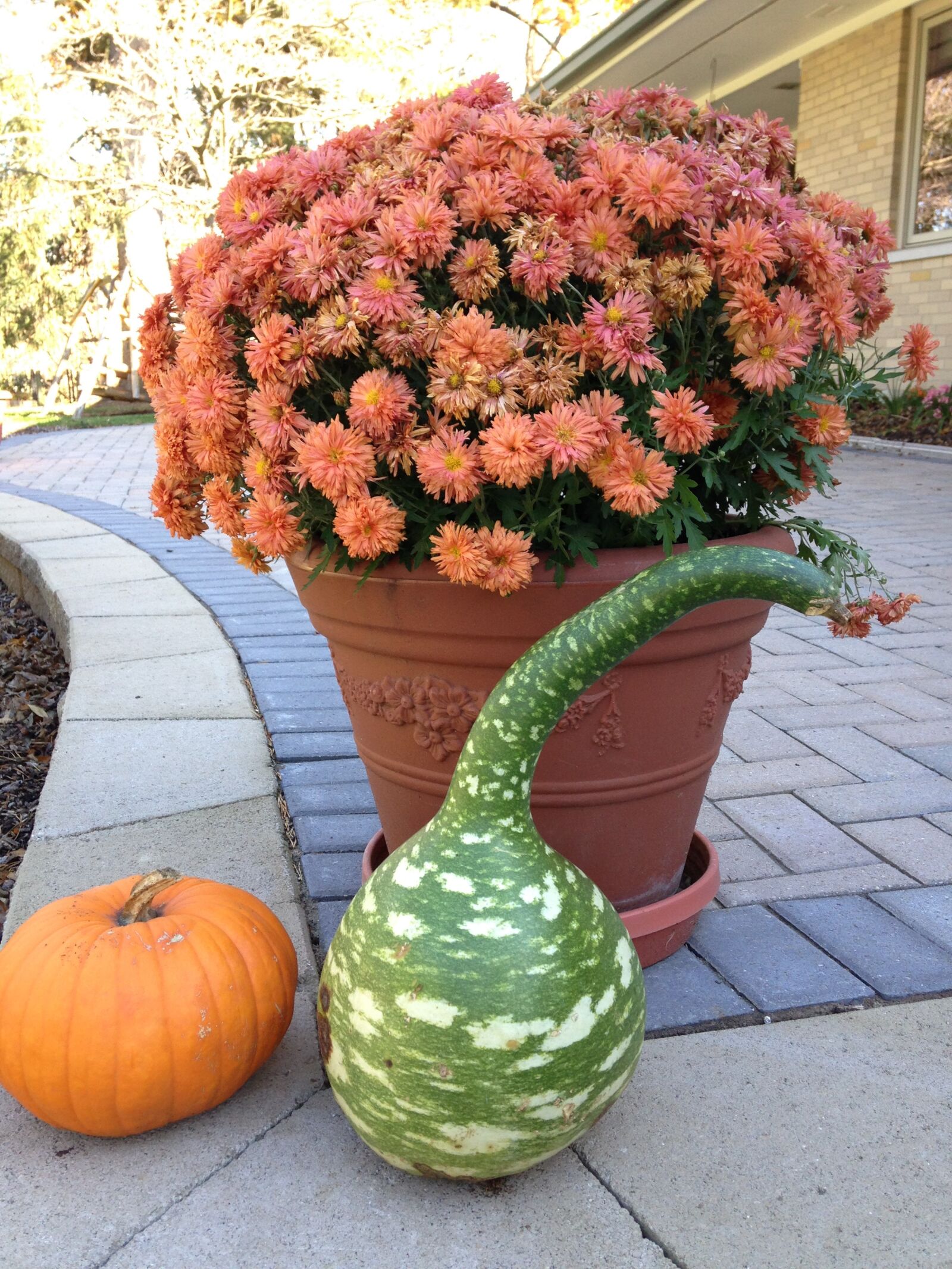 iPhone 5c back camera 4.12mm f/2.4 sample photo. Pumpkin, gourds, fall photography
