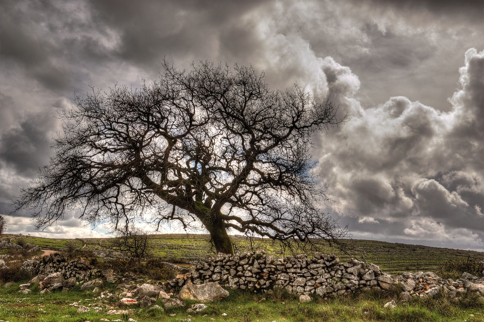 Nikon D3200 sample photo. Tree, clouds, sky photography
