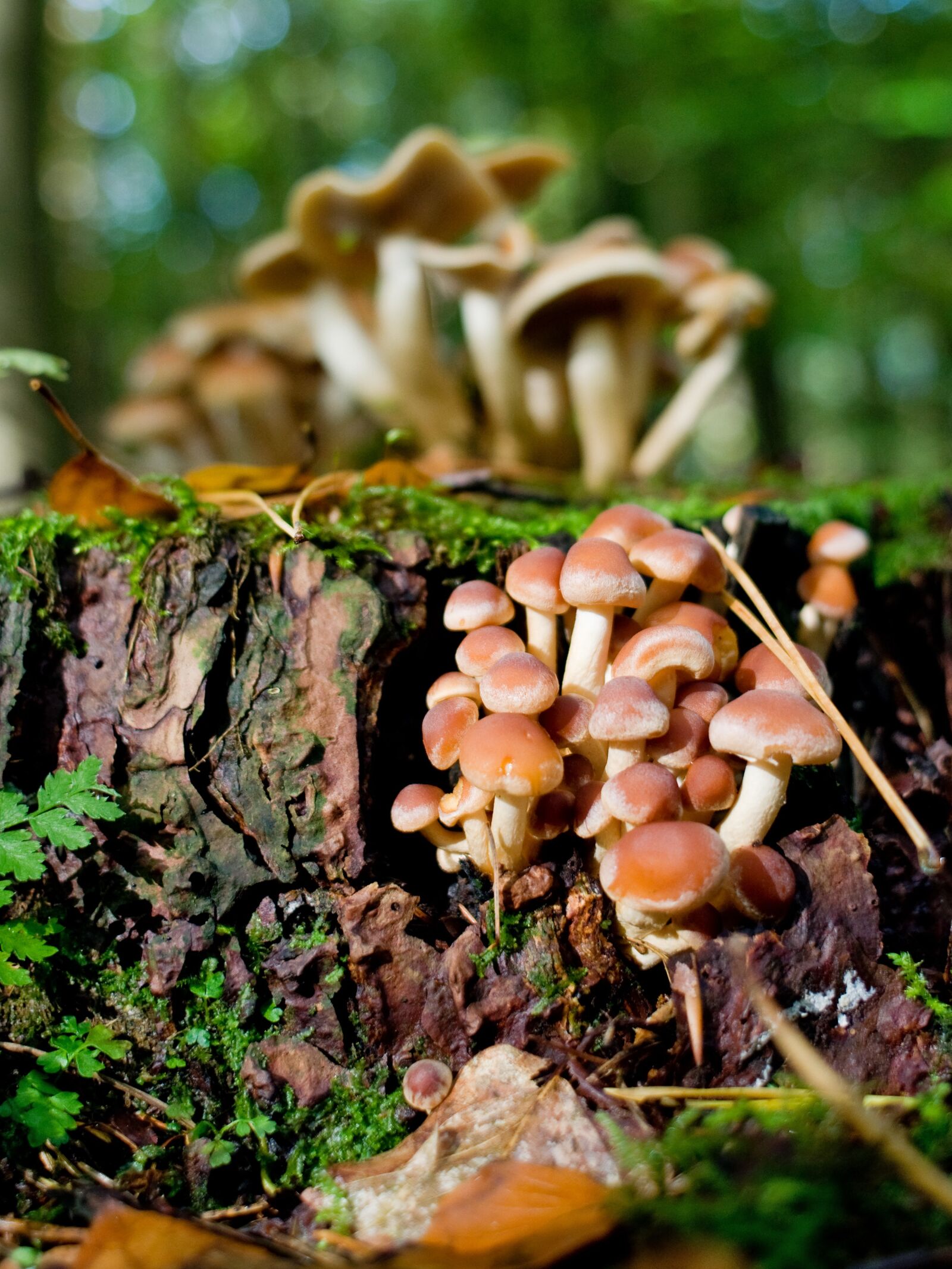 Nikon D90 sample photo. Mushrooms, forest, log photography