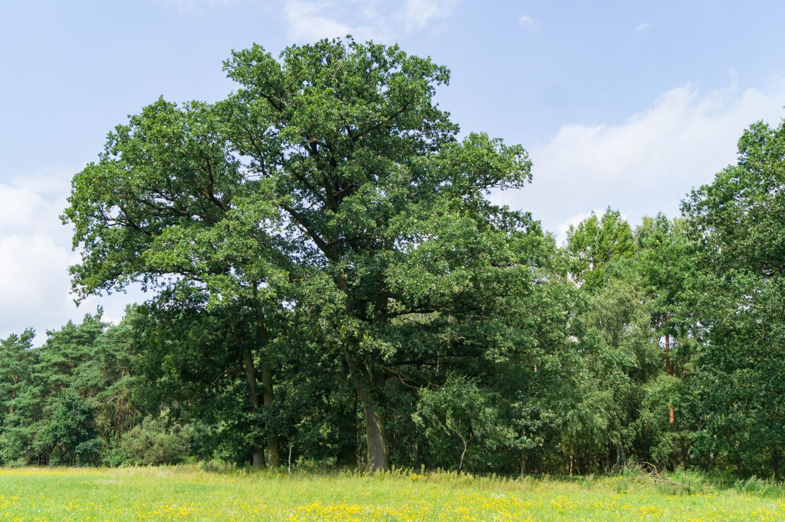 Sony SLT-A37 sample photo. Nature, tree, landscape photography