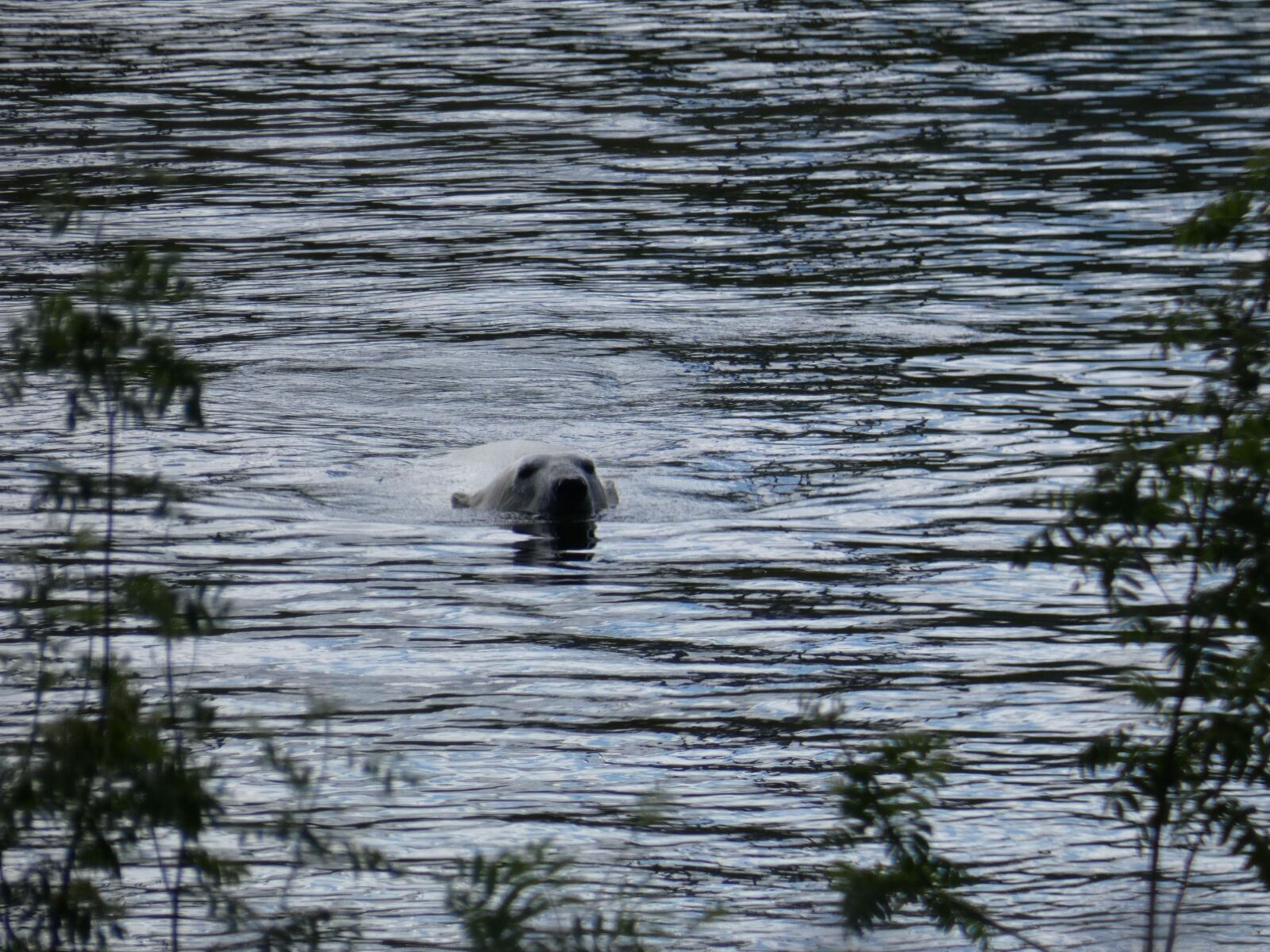 Panasonic DC-FZ83 sample photo. Polar bear, water, swim photography
