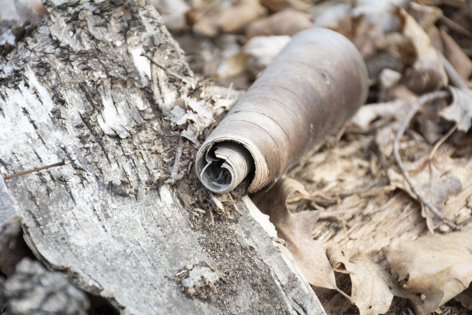 Nikon D7100 sample photo. Bark, nature, tree photography