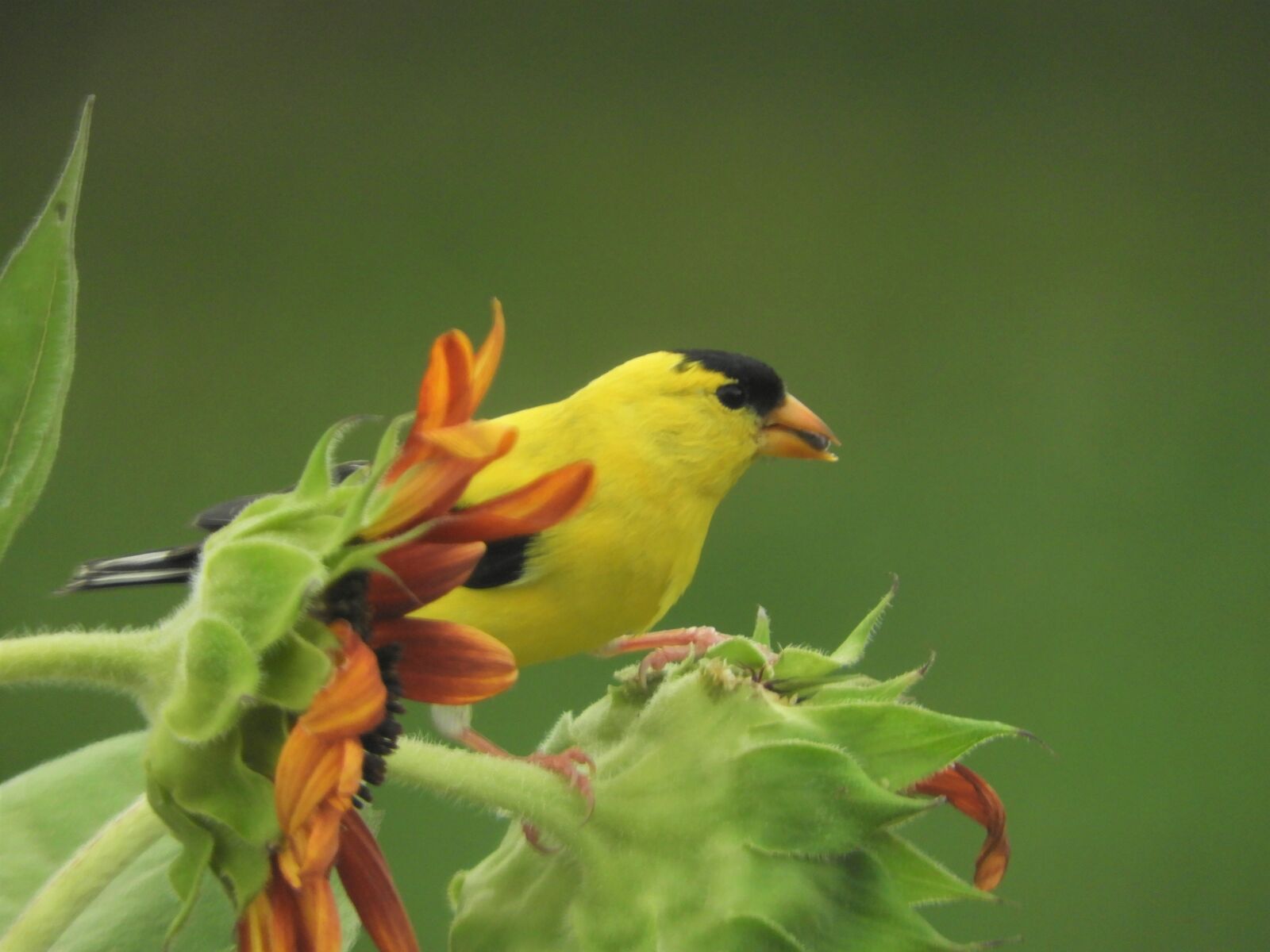 Nikon Coolpix B700 sample photo. American goldfinch, yellow bird photography