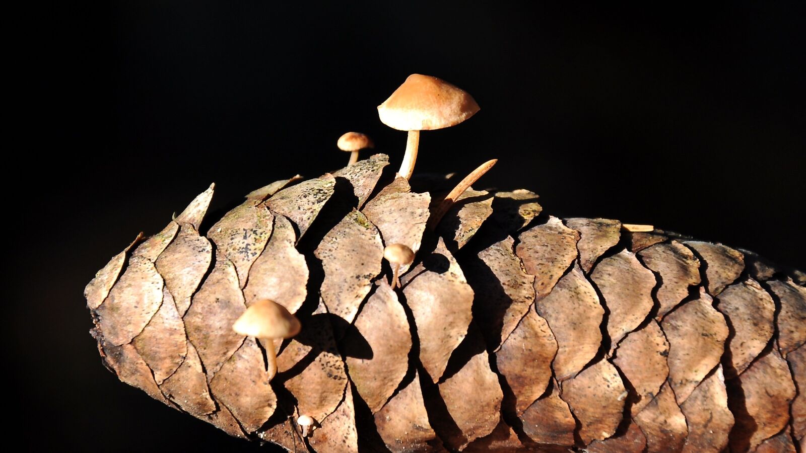 Nikon D90 sample photo. Summer, mushroom, forest photography