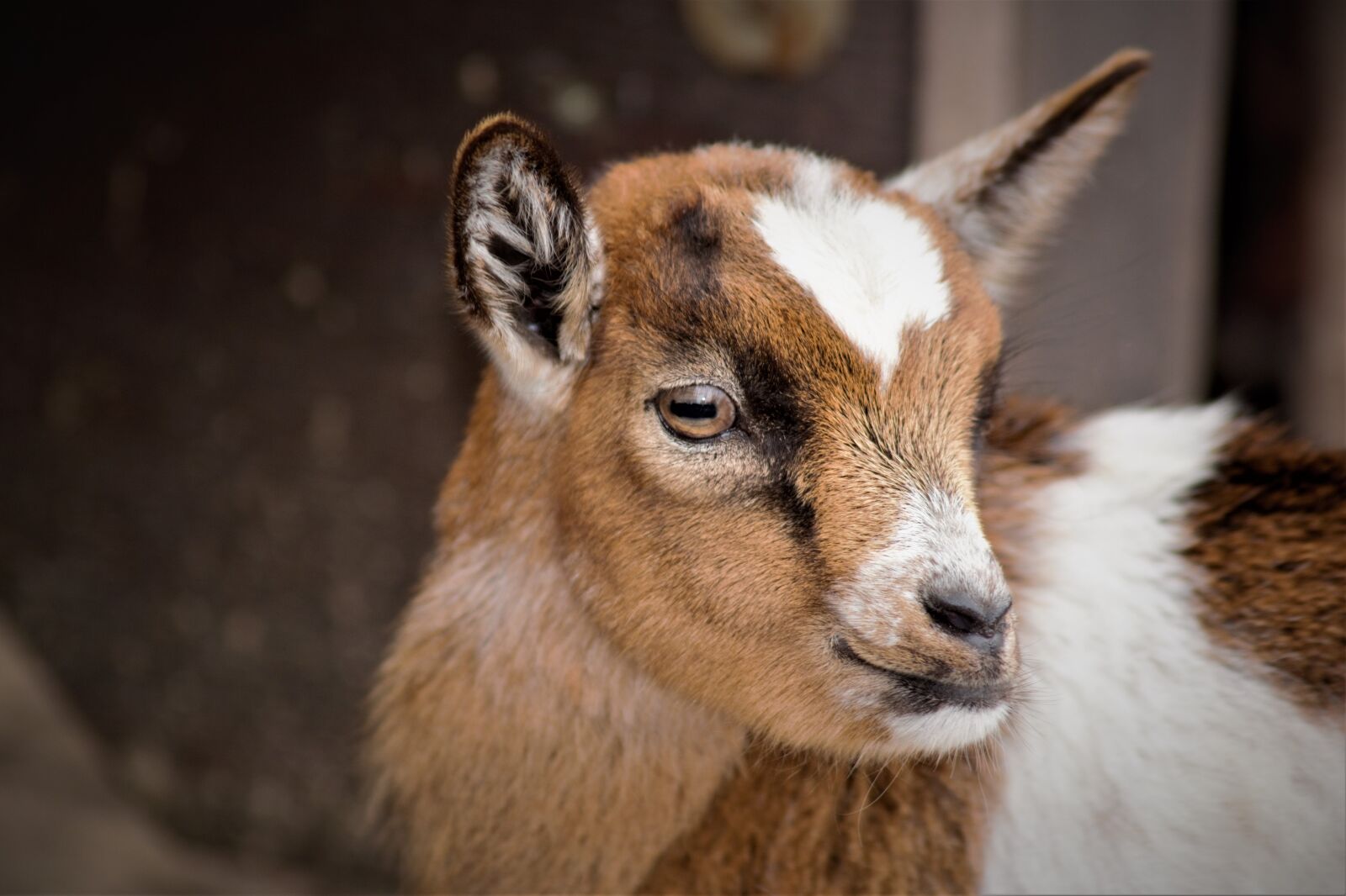 Nikon D5200 sample photo. Baby goats, goat, small photography