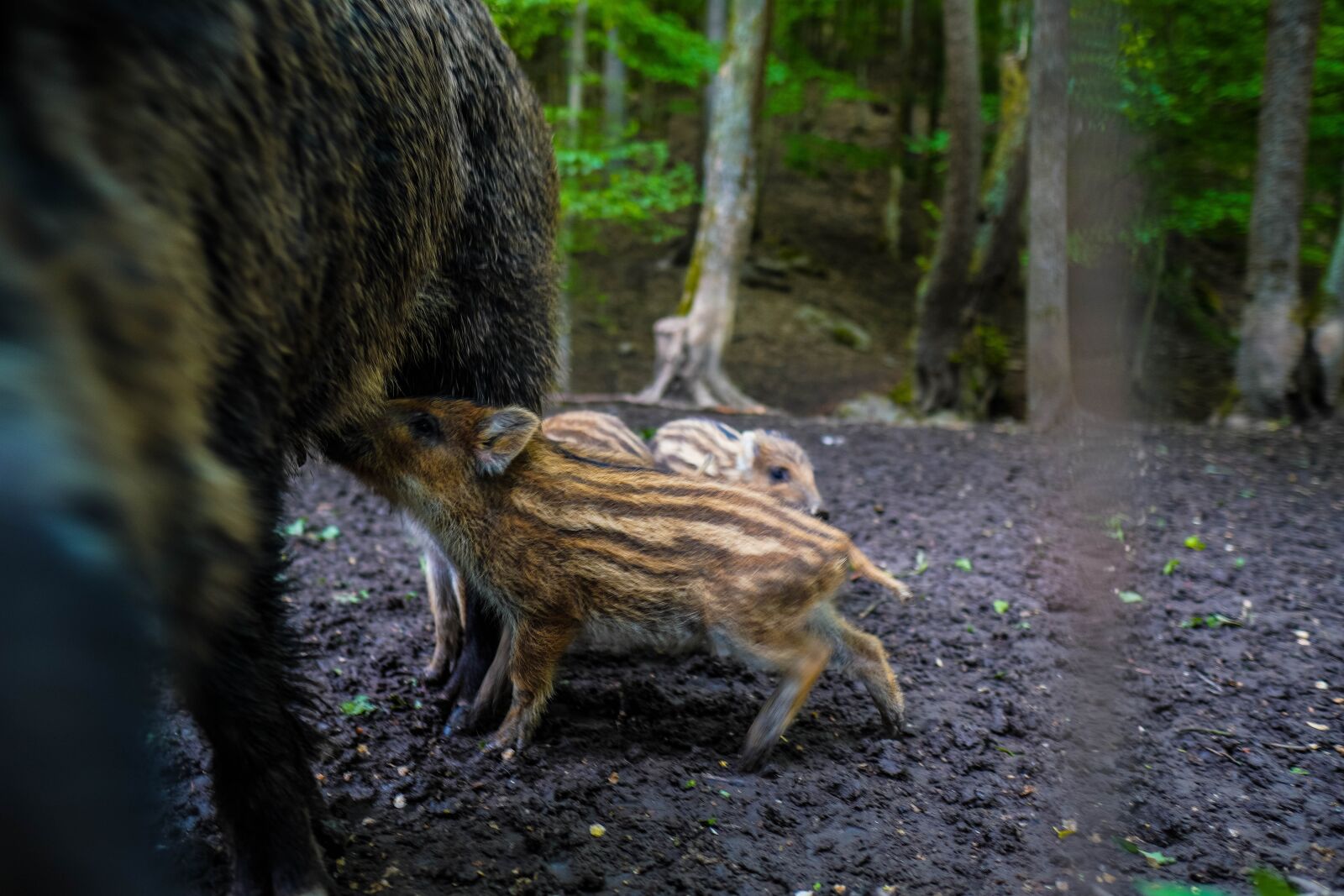 Sony a6400 + Sigma 16mm F1.4 DC DN | C sample photo. Wild boar, pig, sows photography