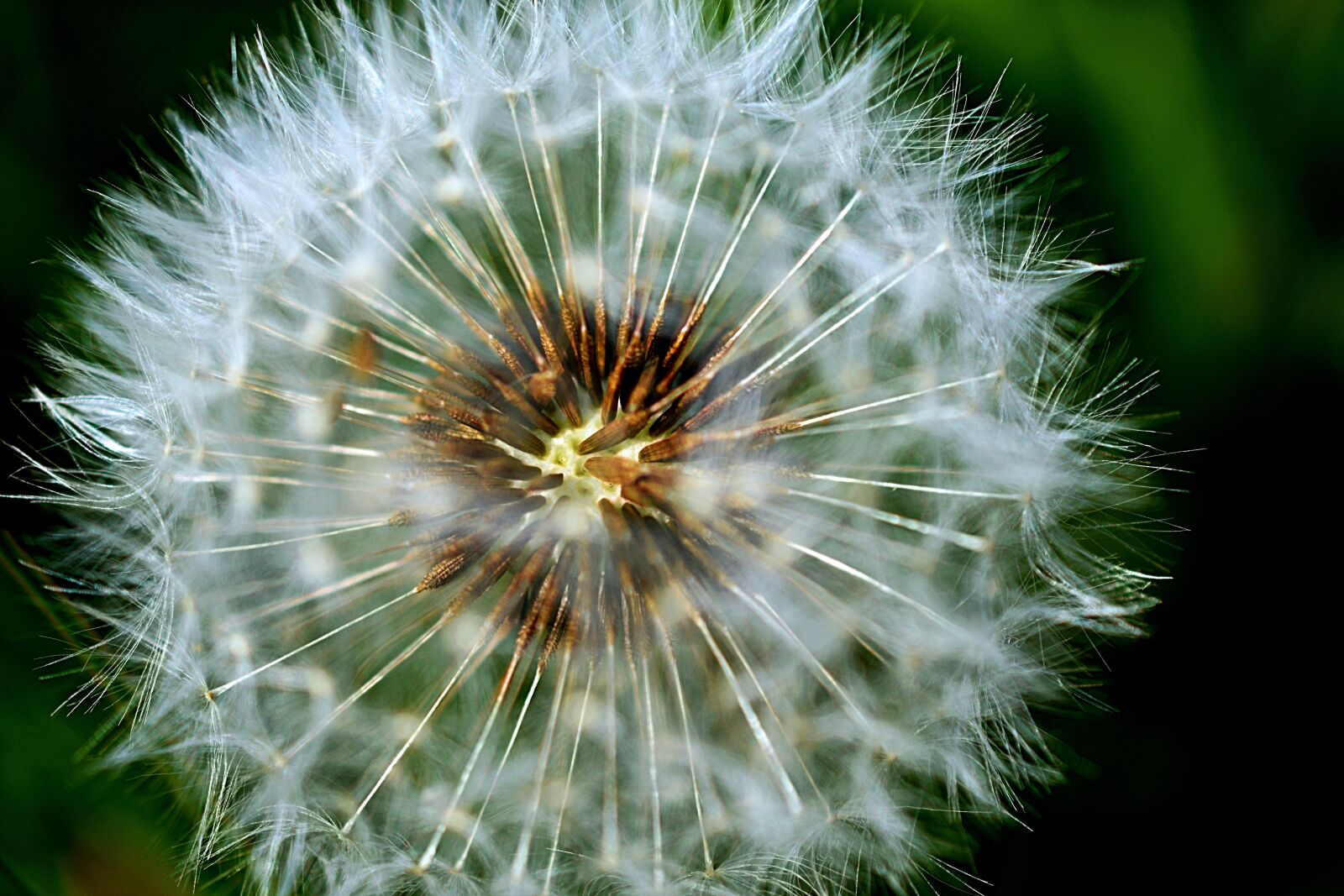 Nikon D3400 sample photo. Dandelion seeds, weed, dandelion photography