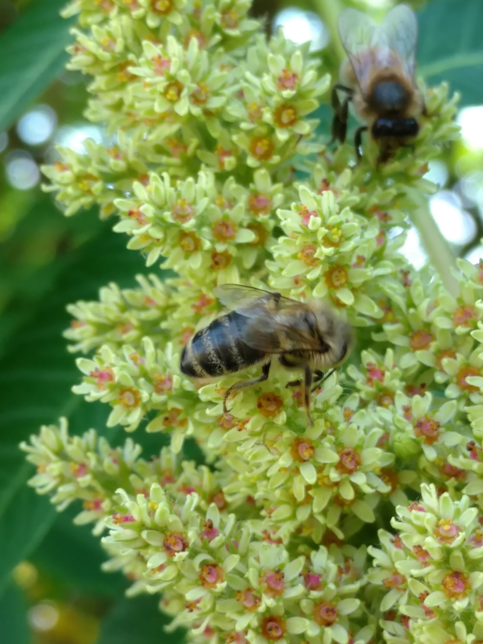 Motorola Moto X Style sample photo. Bee, flowers, spring photography