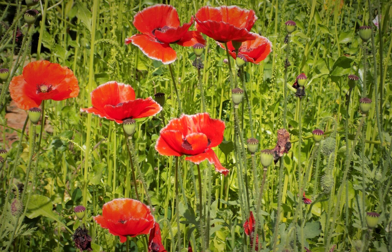 Nikon COOLPIX L340 sample photo. Poppy flowers, flowers, summer photography