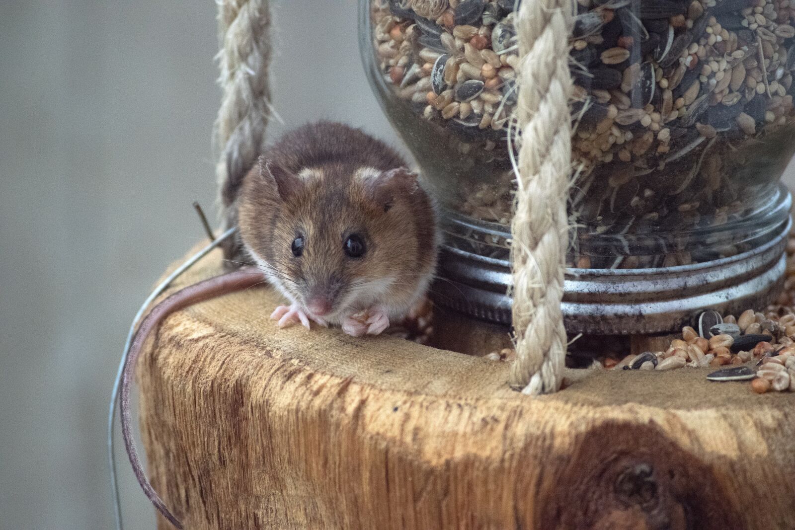 Nikon D3300 sample photo. Mouse, bird feeding station photography