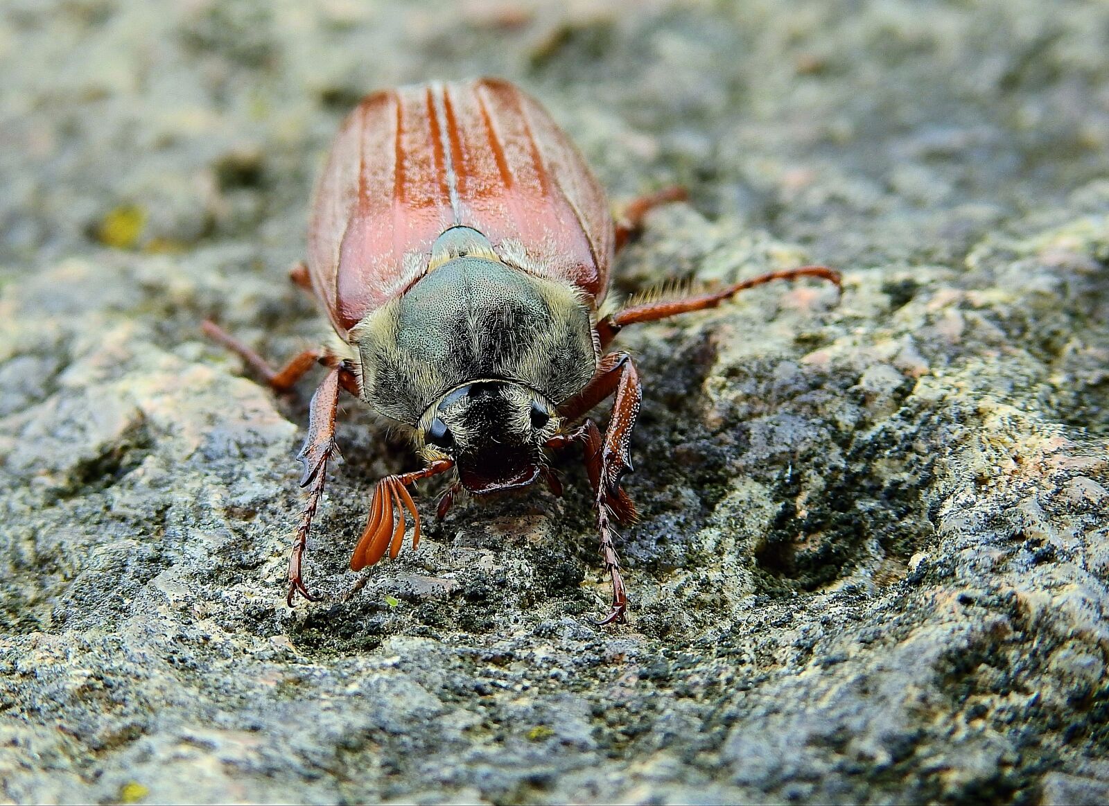 Nikon Coolpix P900 sample photo. Maybug, insect, nature photography