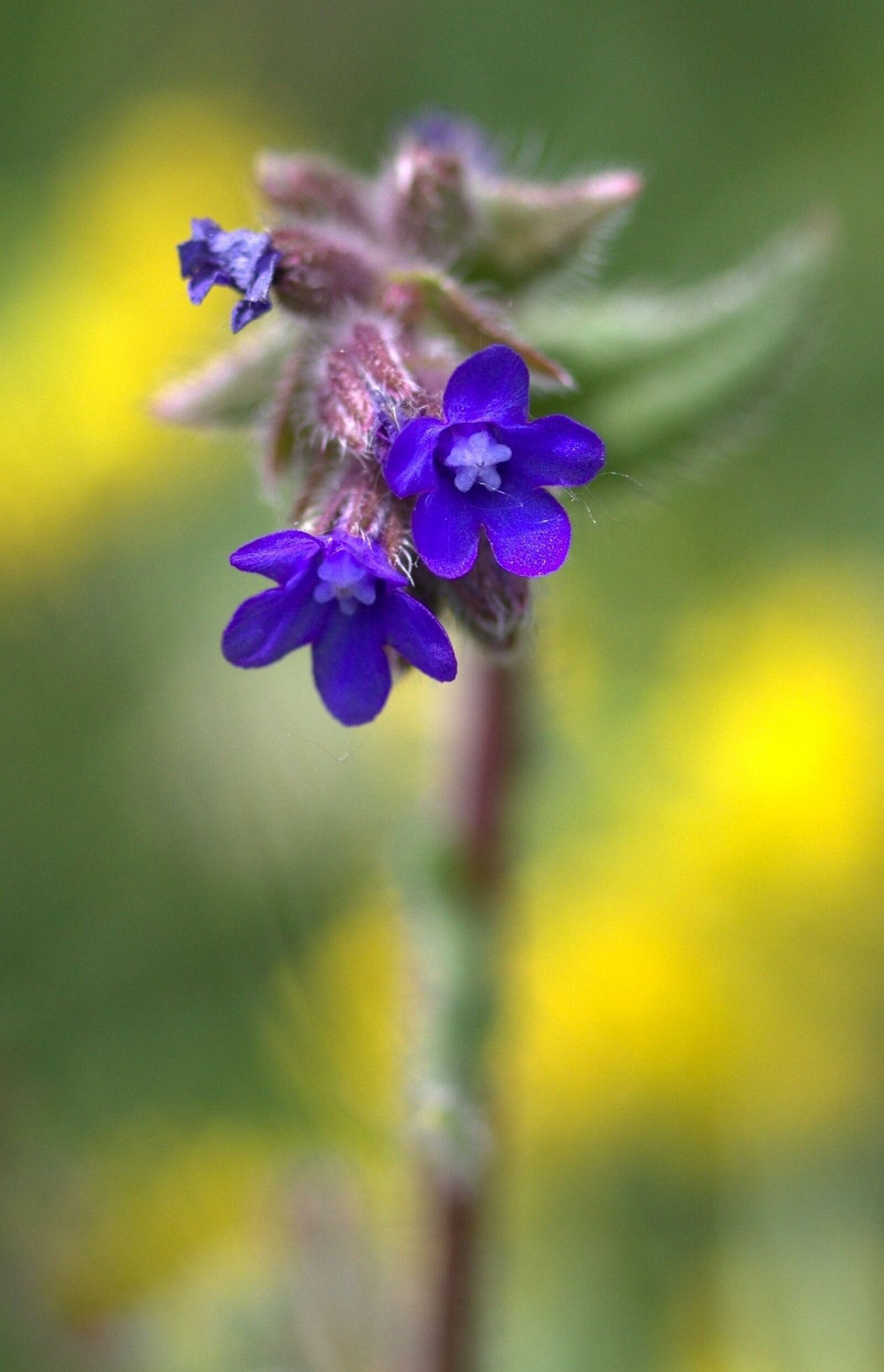 Canon EF-S 60mm F2.8 Macro USM sample photo. Cornflower, camp, flower photography