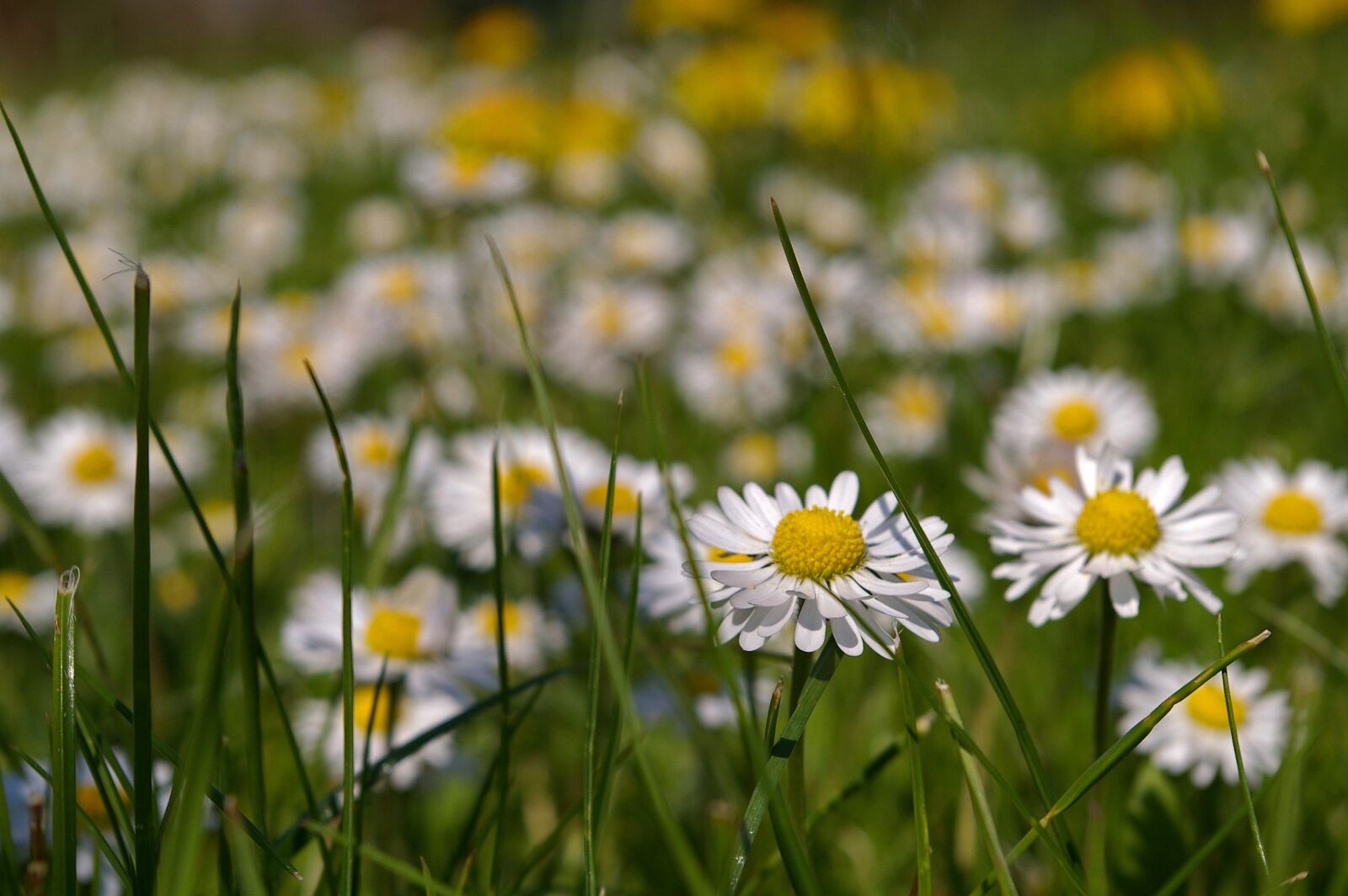 Pentax *ist DL2 sample photo. Spring meadow, meadow, spring photography