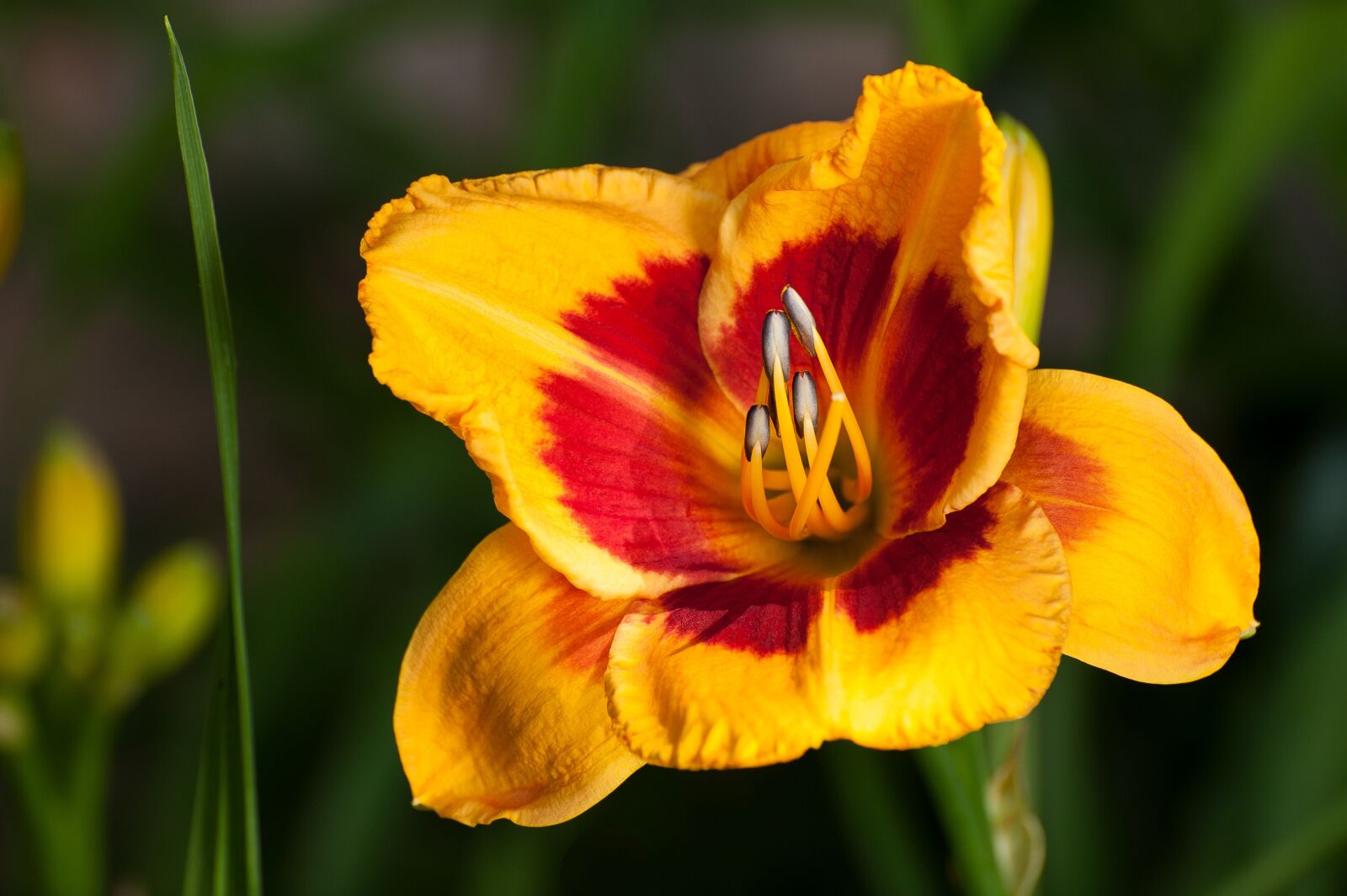 Nikon D700 sample photo. Flower, nature, flora photography