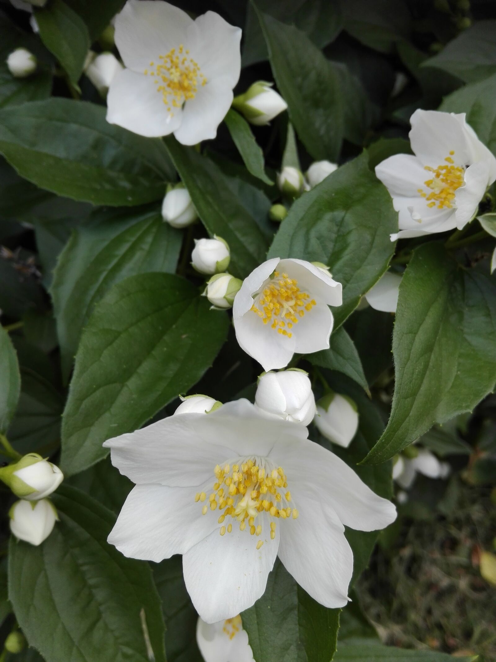 HUAWEI P8 Lite sample photo. Jasmine, flowers, white flower photography