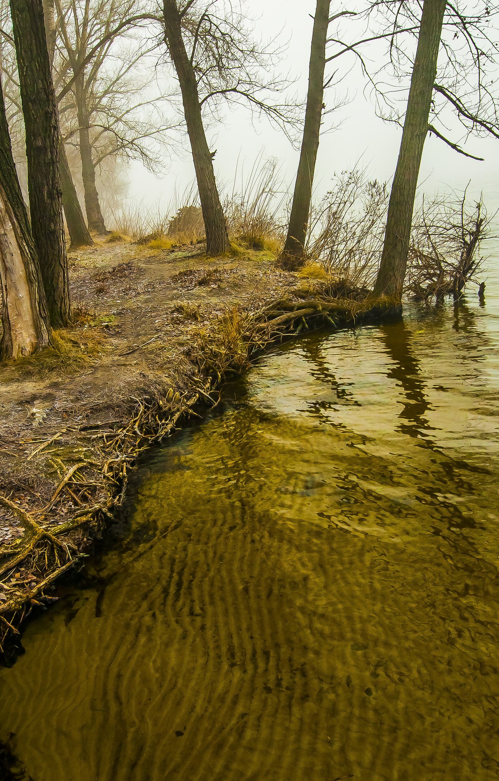 Nikon D90 sample photo. Nature, water, tree photography