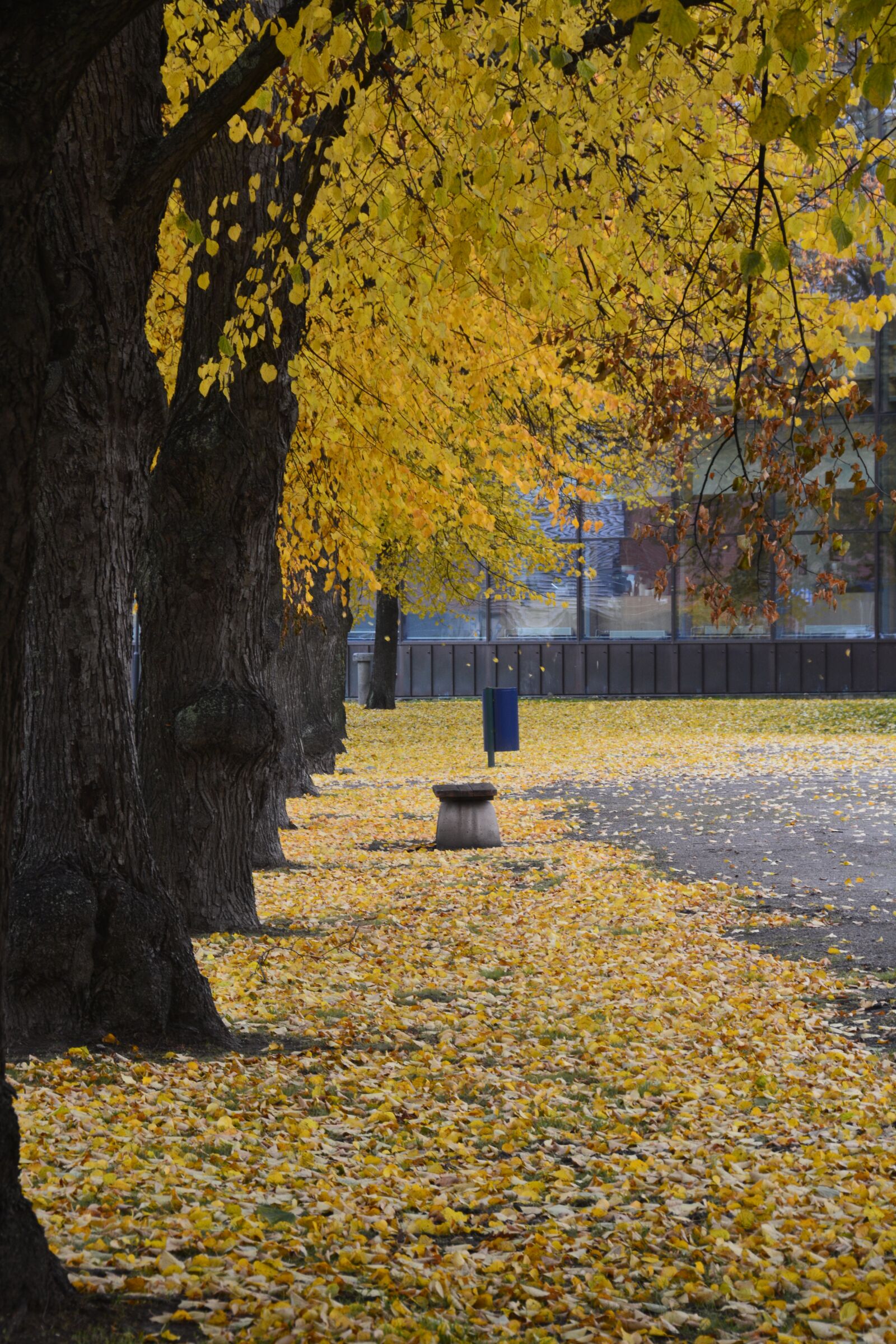 Nikon D7100 sample photo. Park, foliage, autumn photography