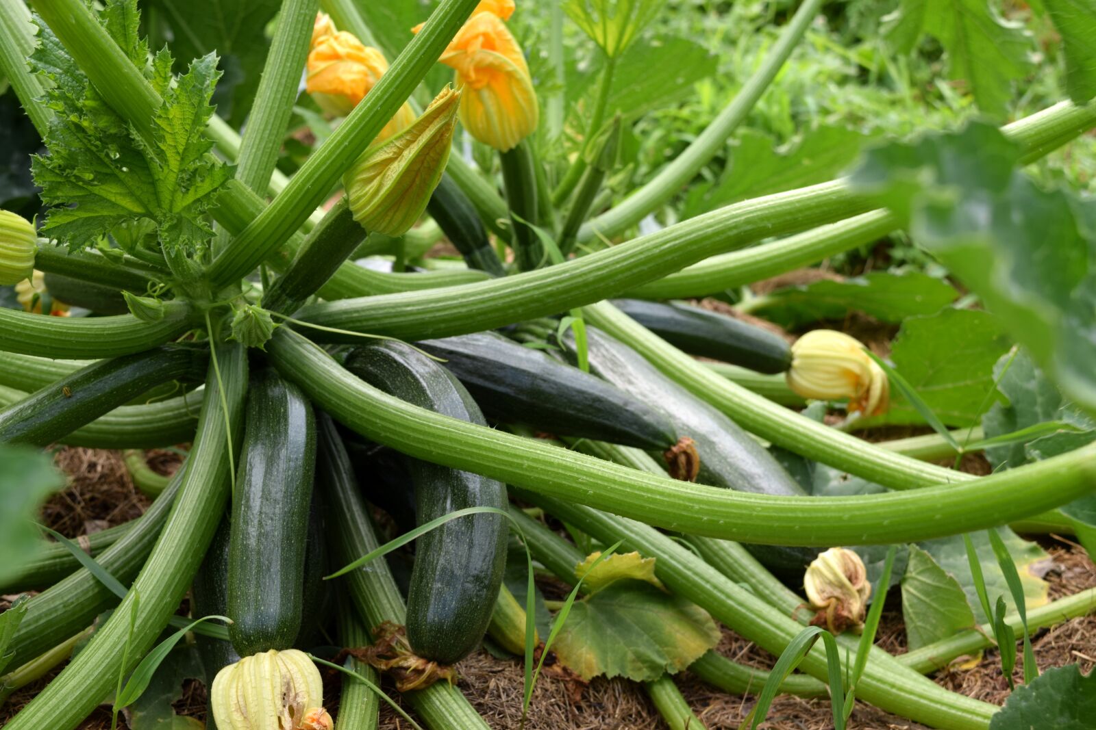 Nikon D5300 sample photo. Zucchini, garden, food photography