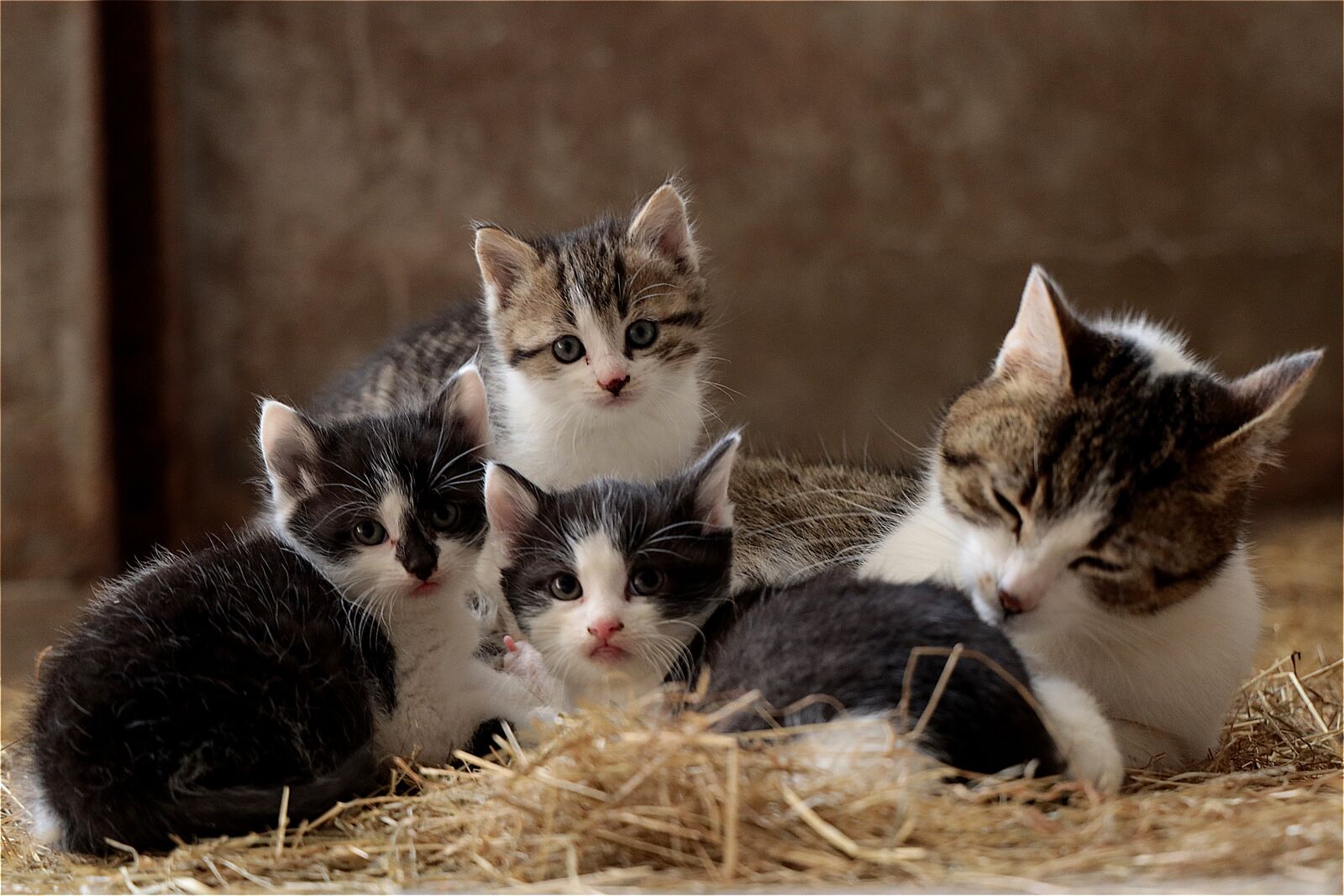 Canon RF 24-105mm F4L IS USM sample photo. Cat family, kitten, snuggle photography