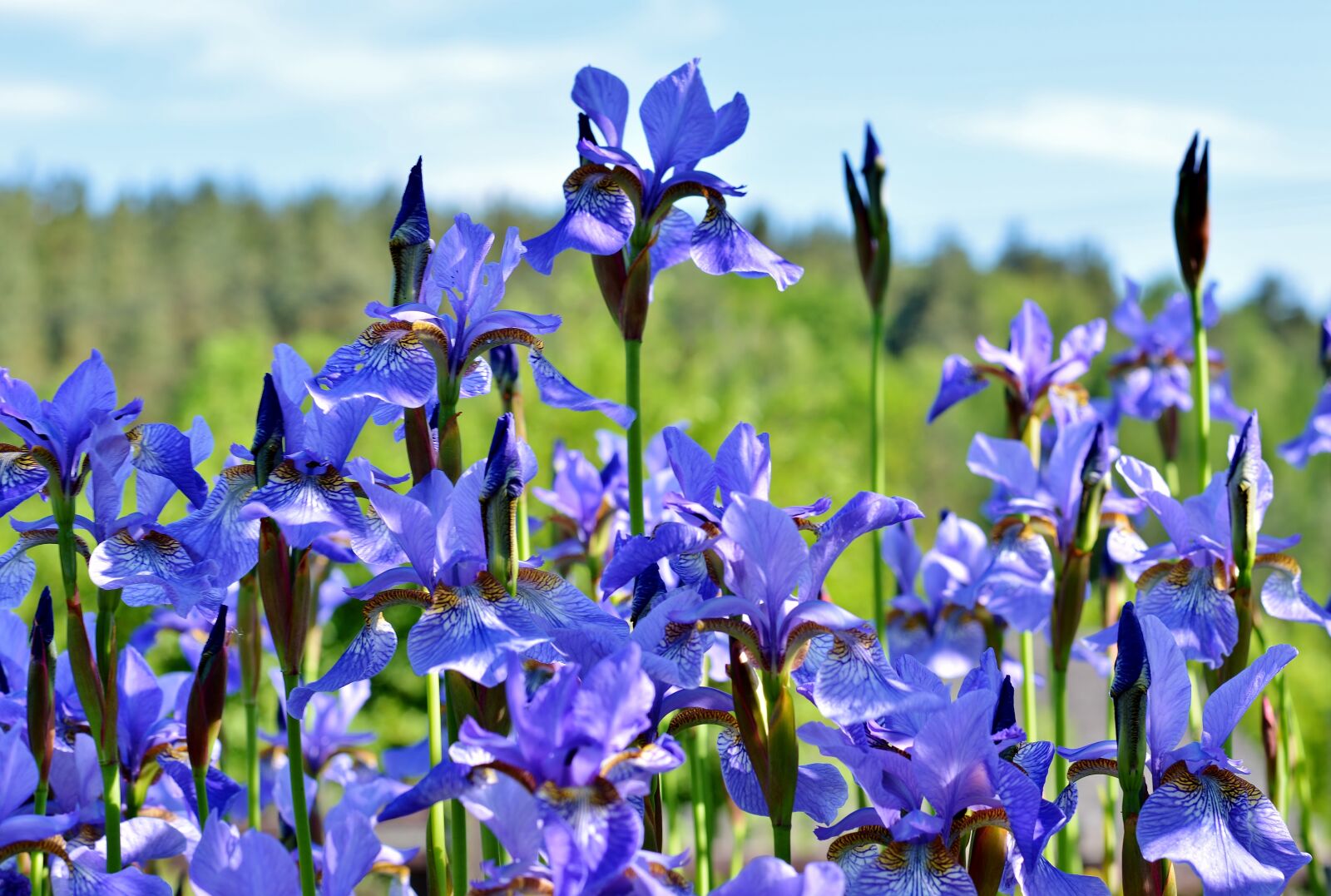 Nikon D5200 sample photo. Flower garden, iris, lilies photography