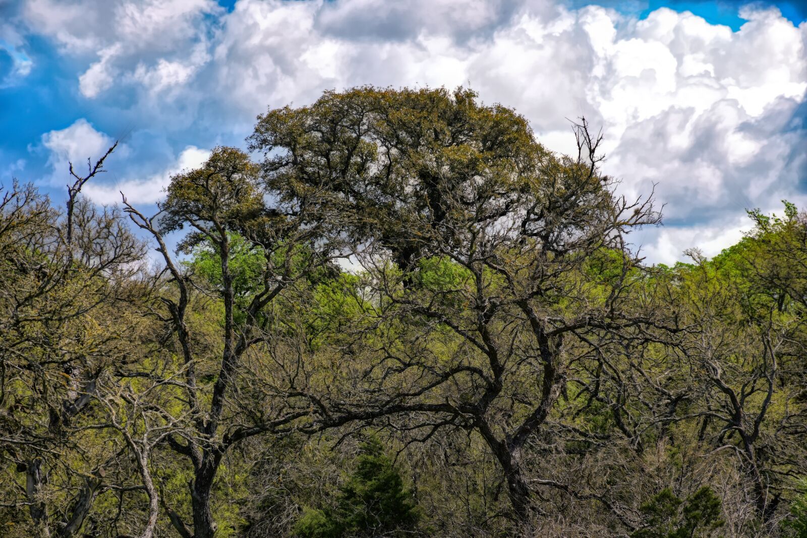 Nikon D5500 sample photo. Dead trees, trees, forest photography
