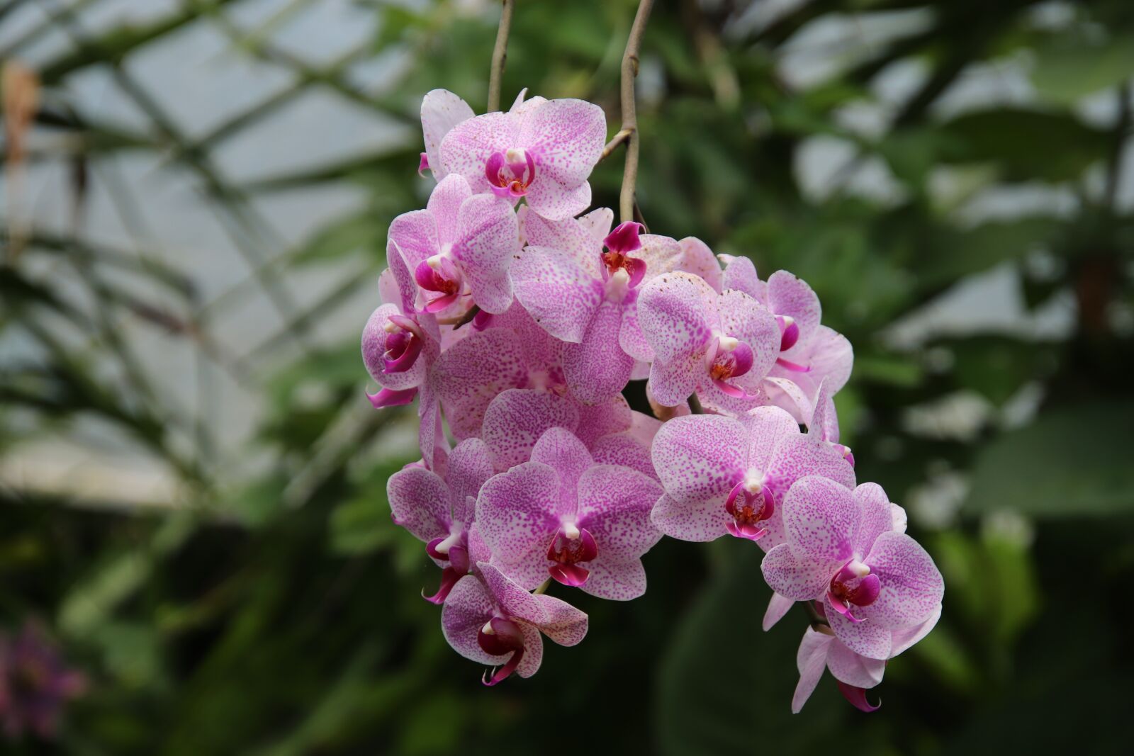 Canon EOS 800D (EOS Rebel T7i / EOS Kiss X9i) sample photo. Orchid, epiphytic plants, hooked photography
