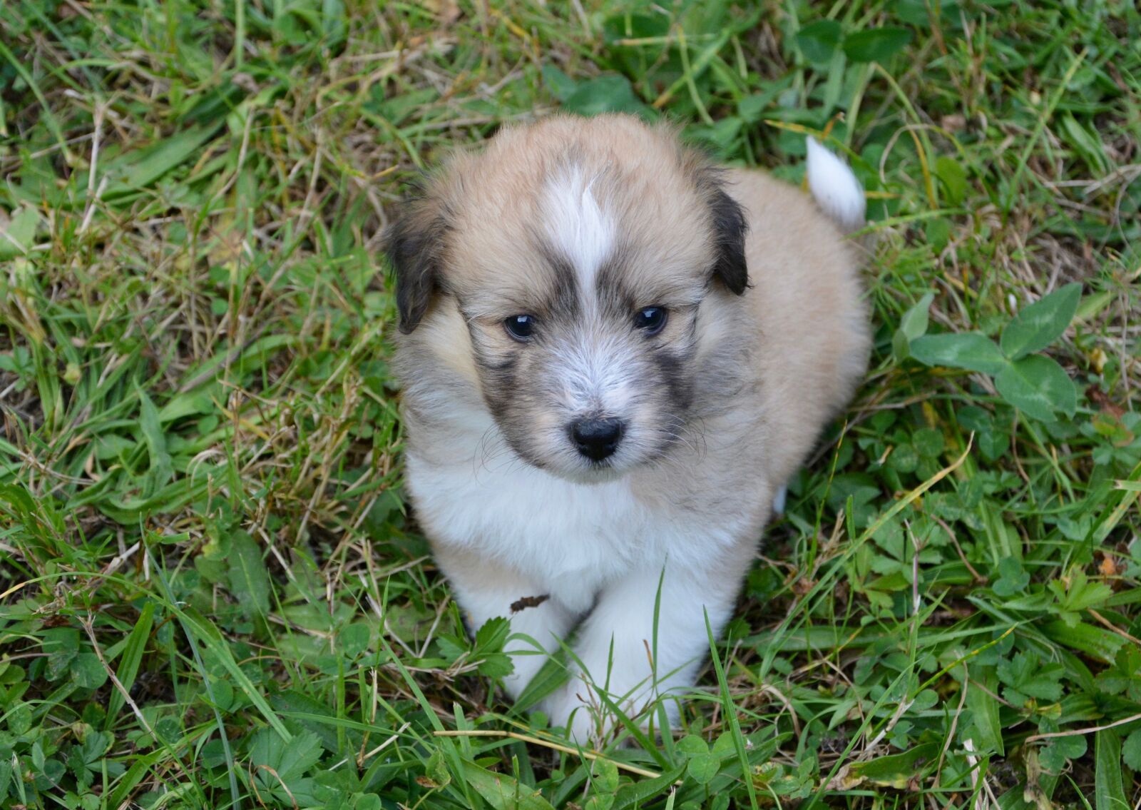 Nikon D5200 sample photo. Puppy, pup, puppies colour photography
